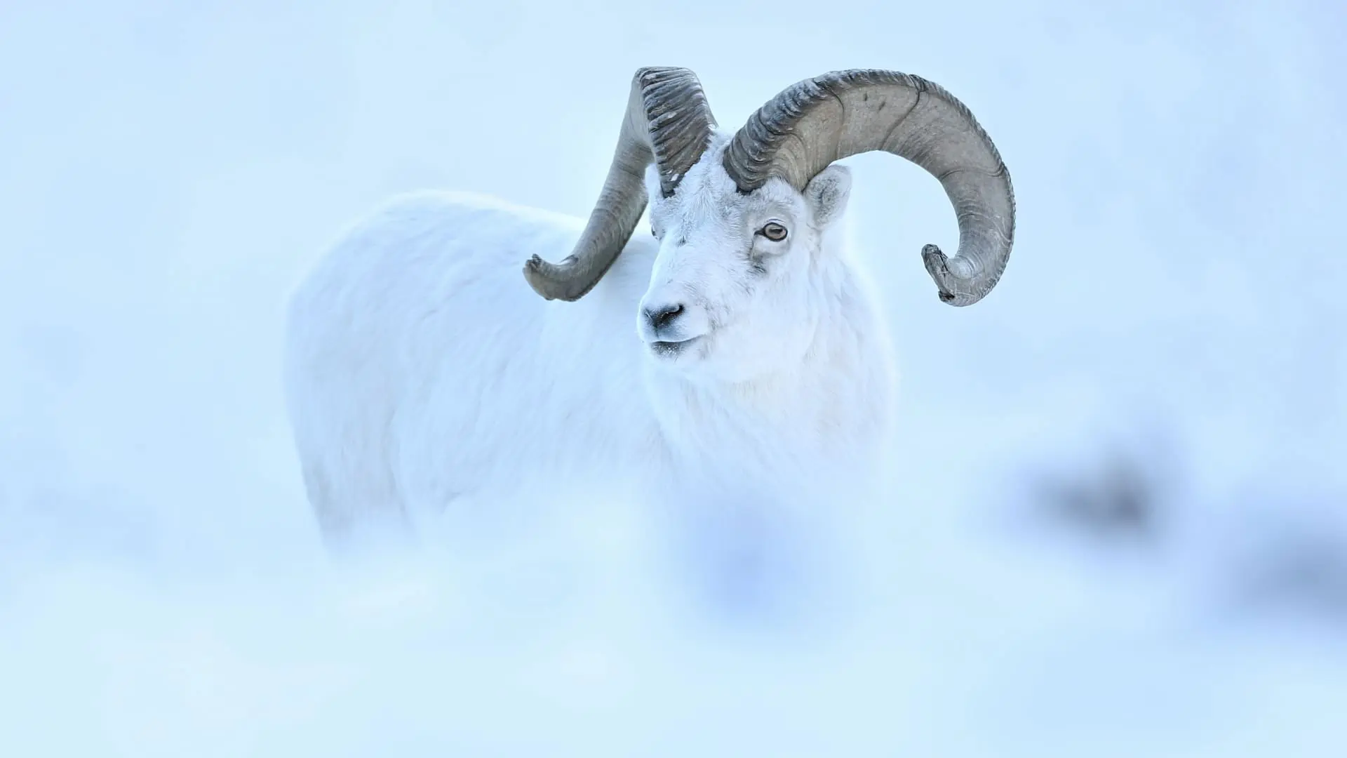 A White Dream backdrop