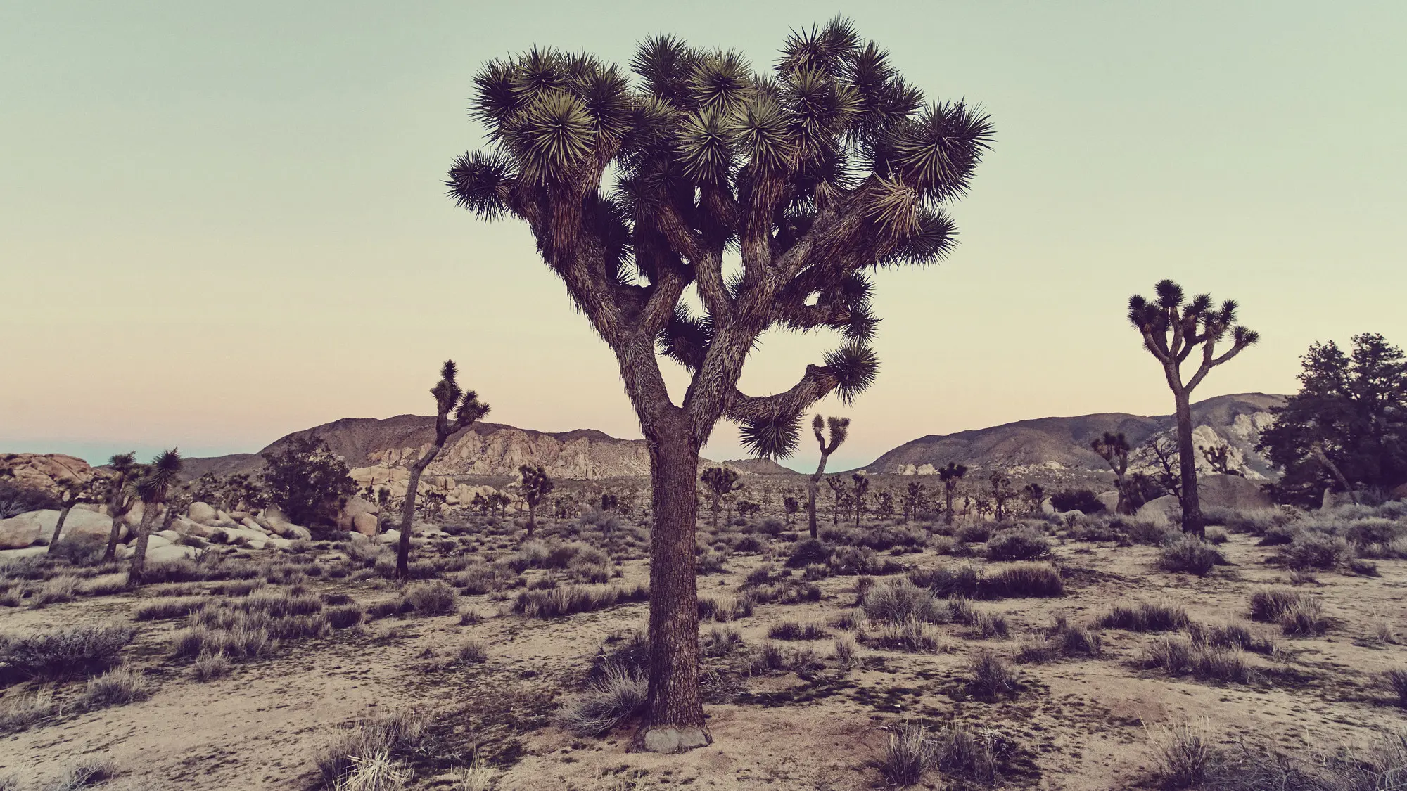 Clothesline backdrop