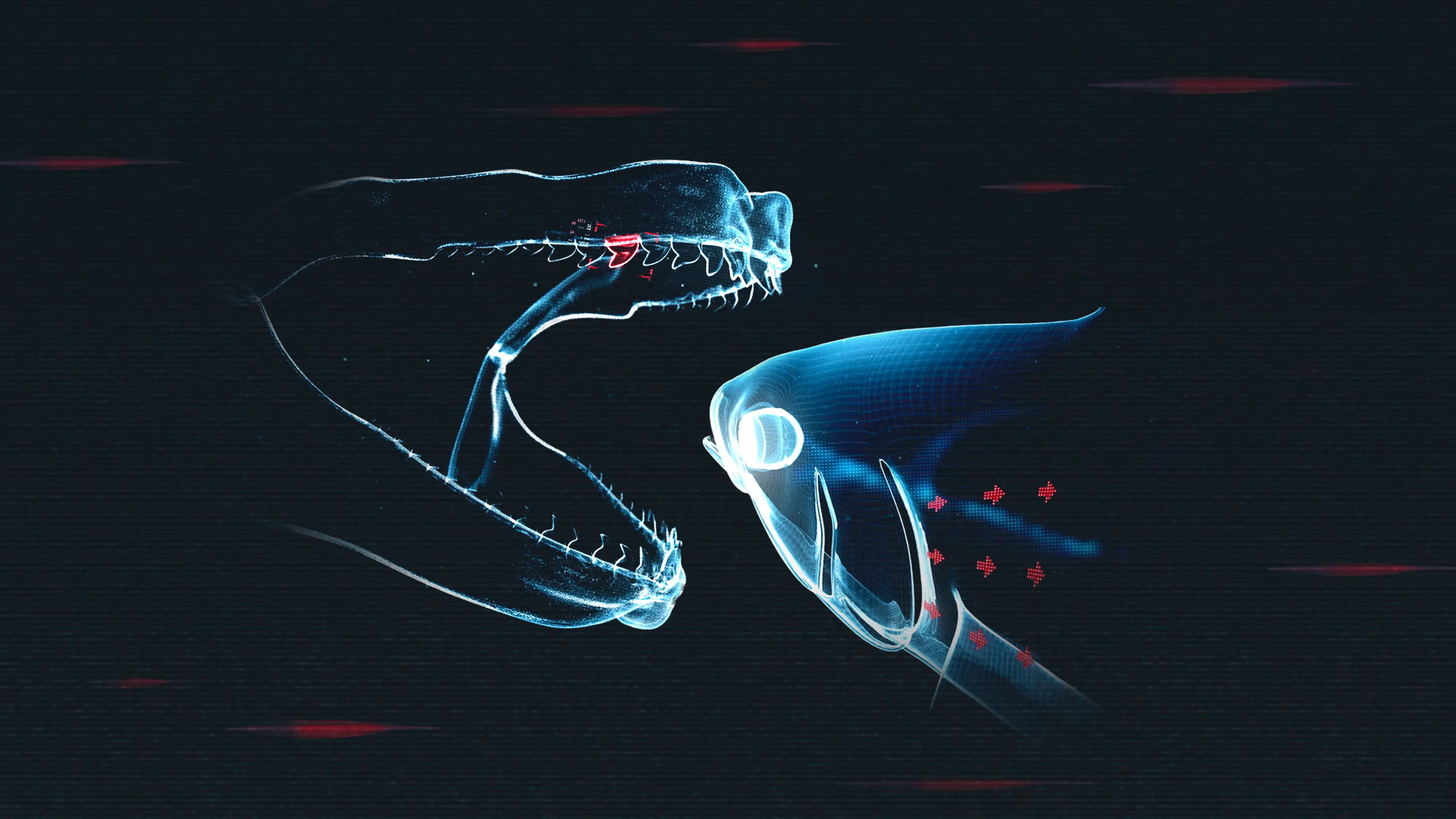 Shark vs. Tuna backdrop