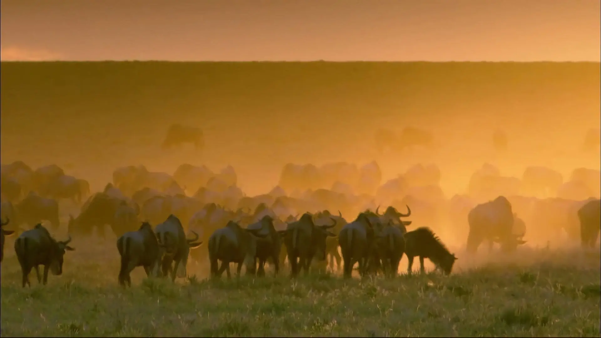 Wildlife Specials backdrop