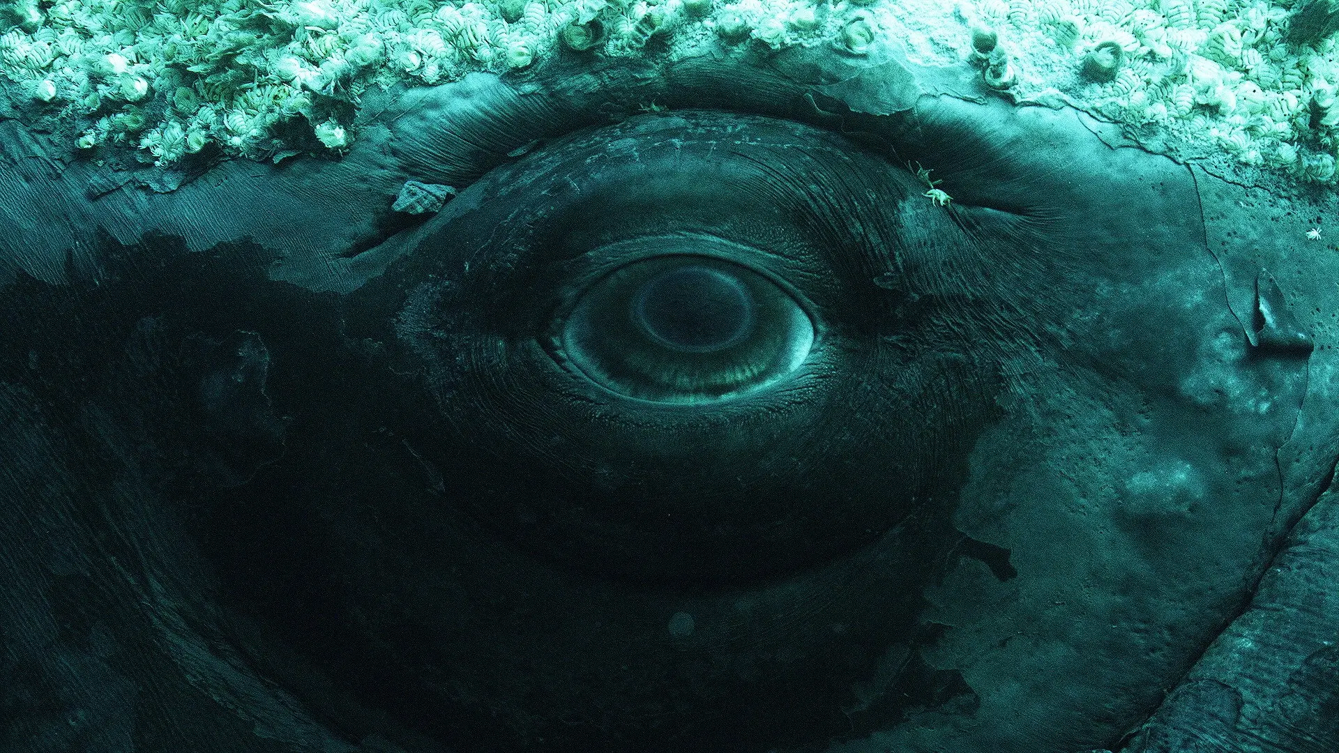 Whale with Steve Backshall backdrop