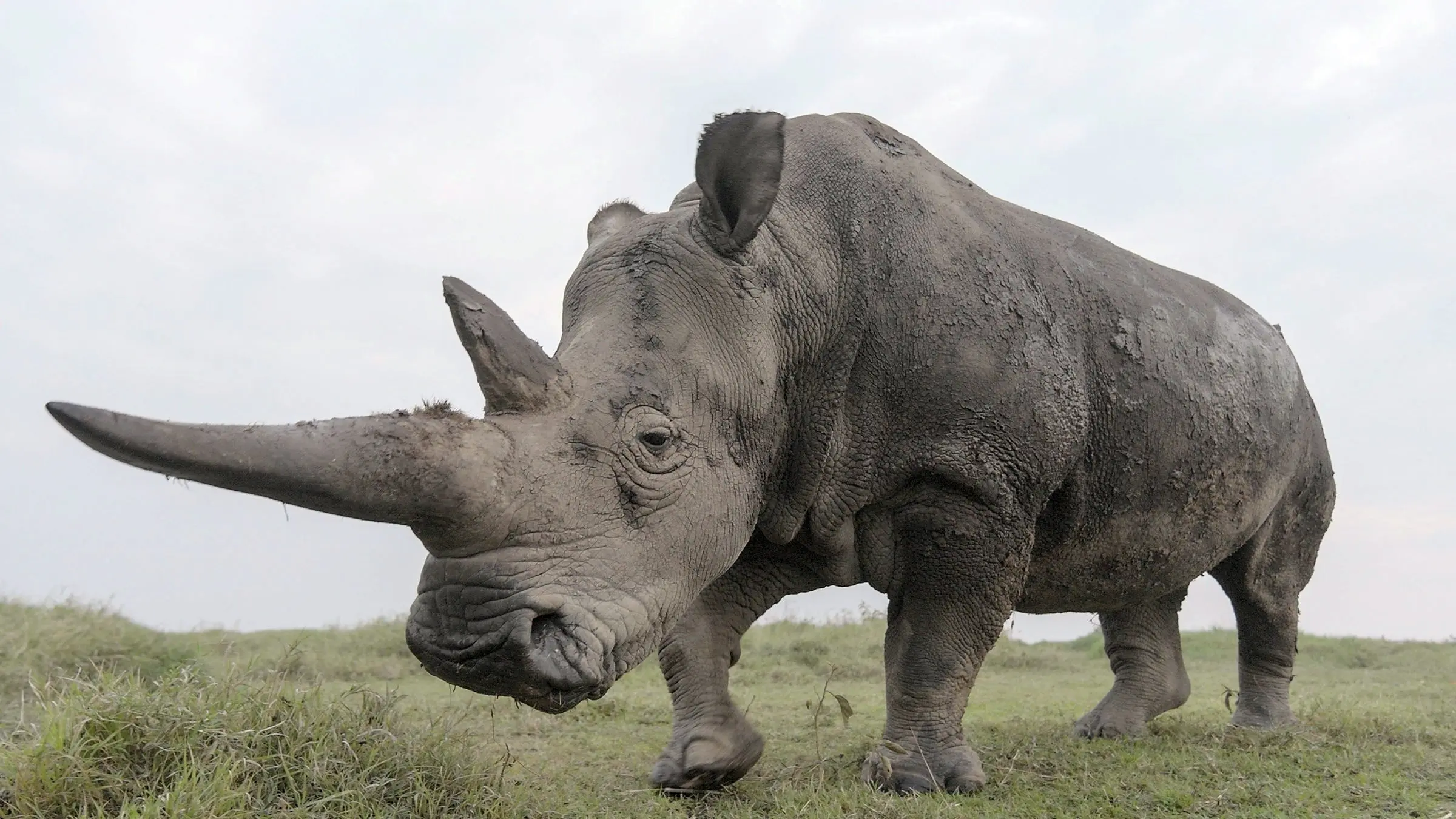 The Last Rhinos: A New Hope backdrop