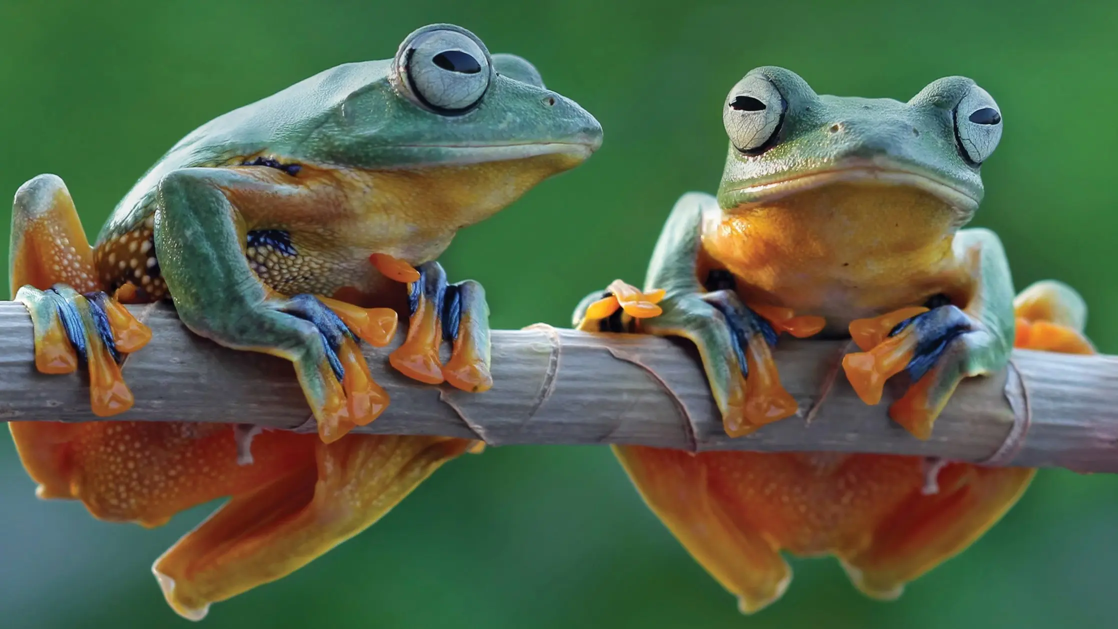 What Darwin Didn't Know backdrop