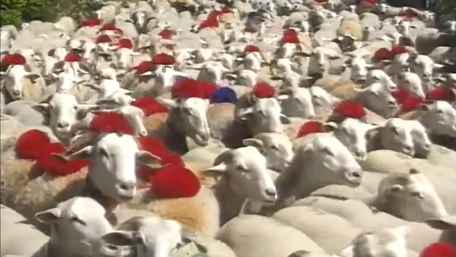 Shepherd and beyond backdrop