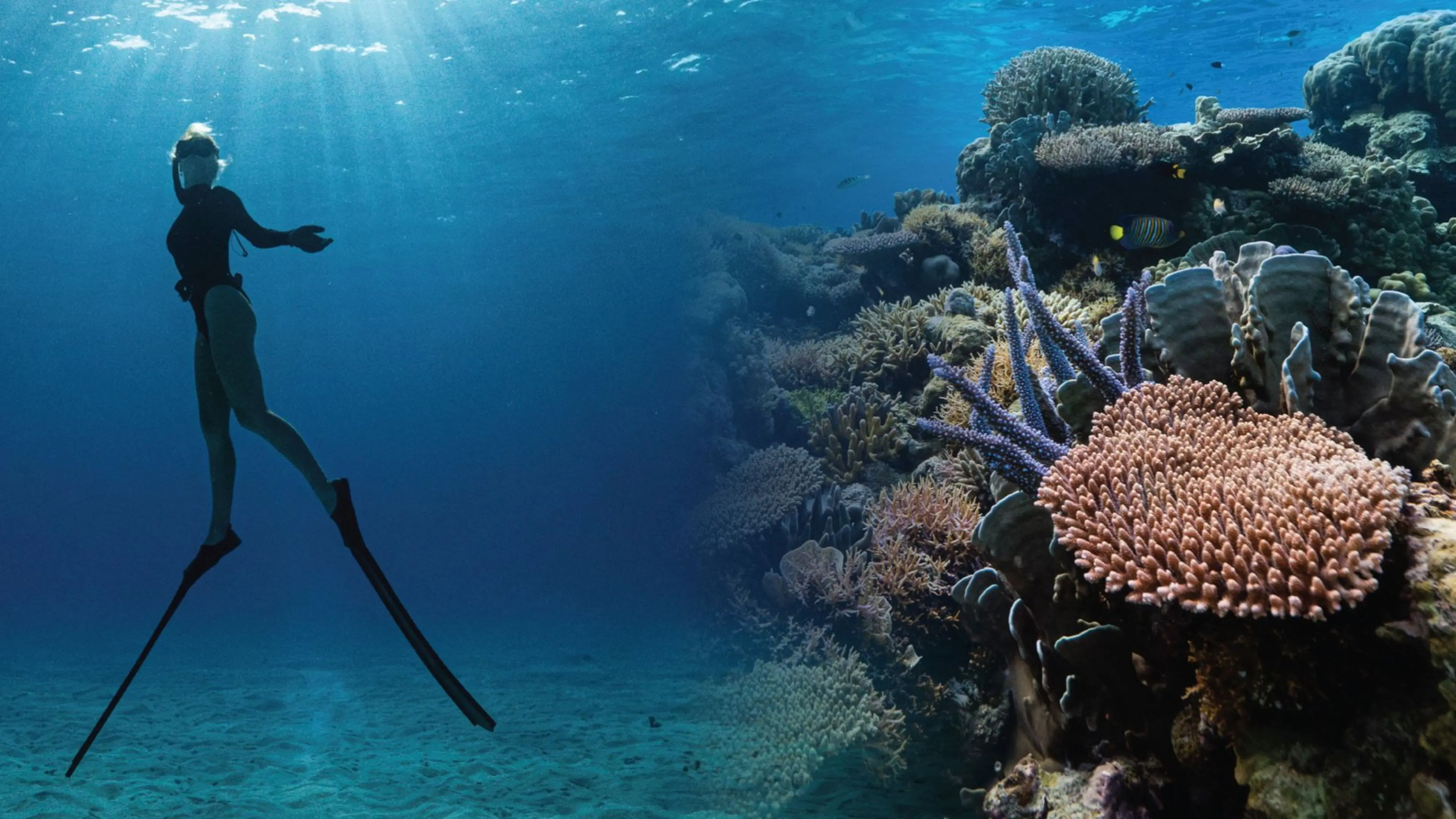 Corals’ Last Stand backdrop