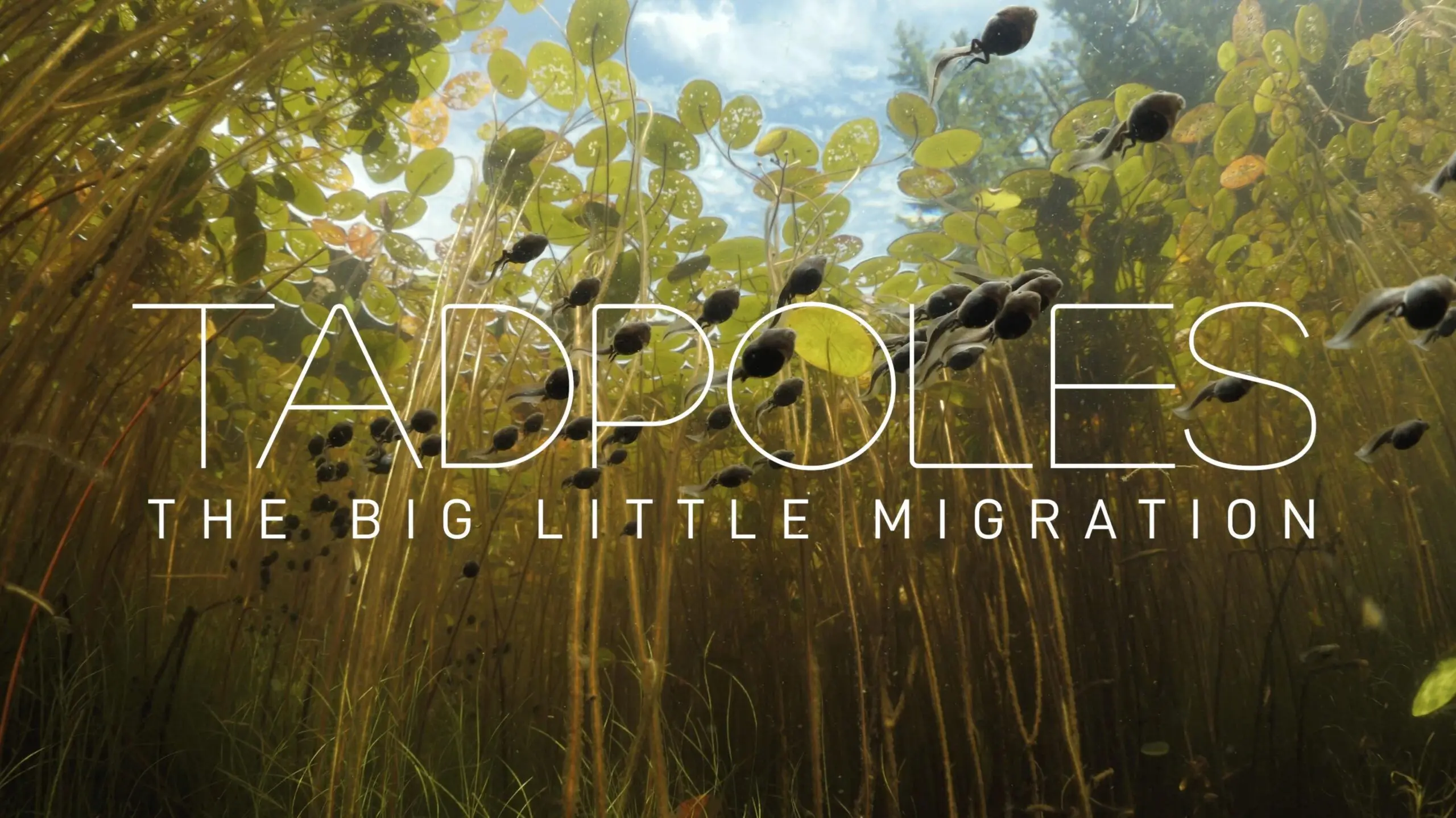 Tadpoles: The Big Little Migration backdrop