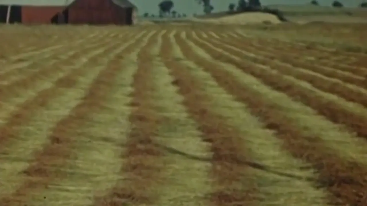 Flax from Canada - Part One: Growing Flax backdrop