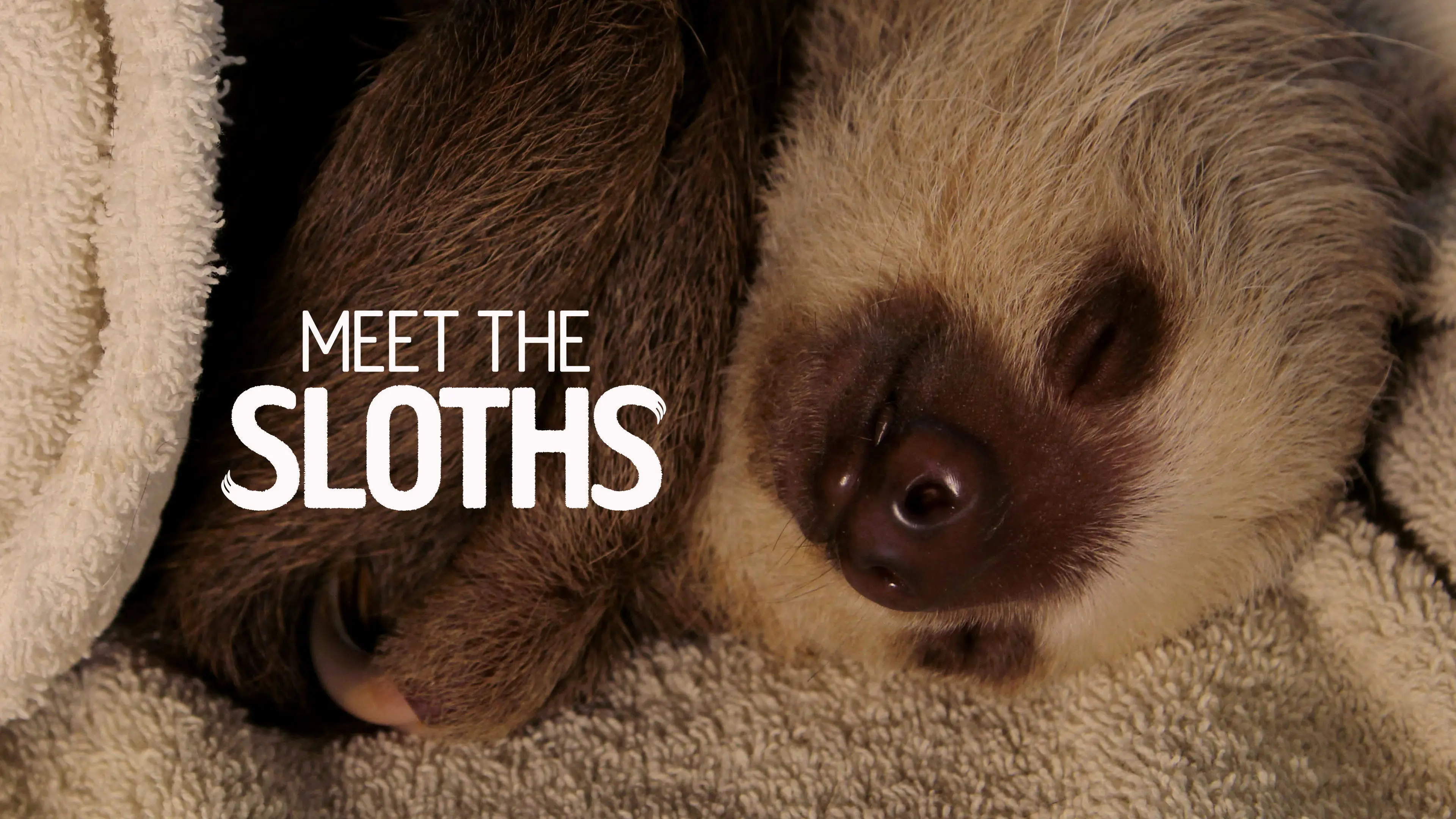Meet the Sloths backdrop