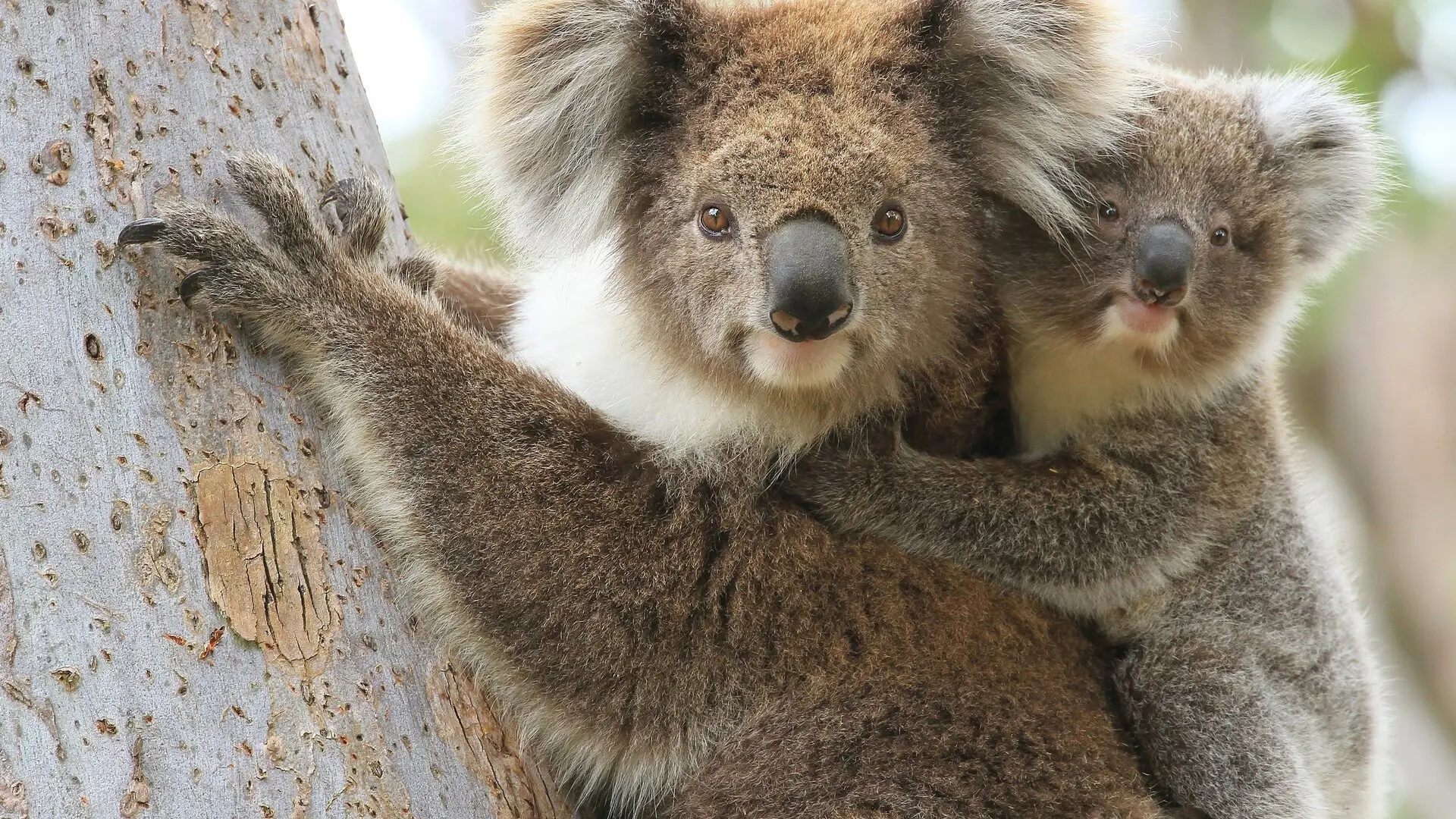 Critical Kingdoms - Stories of Hope backdrop