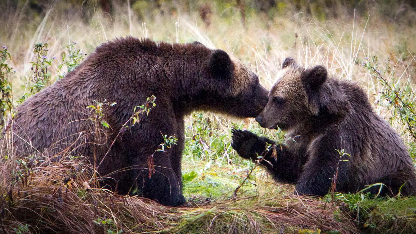 The Price of the Prize backdrop
