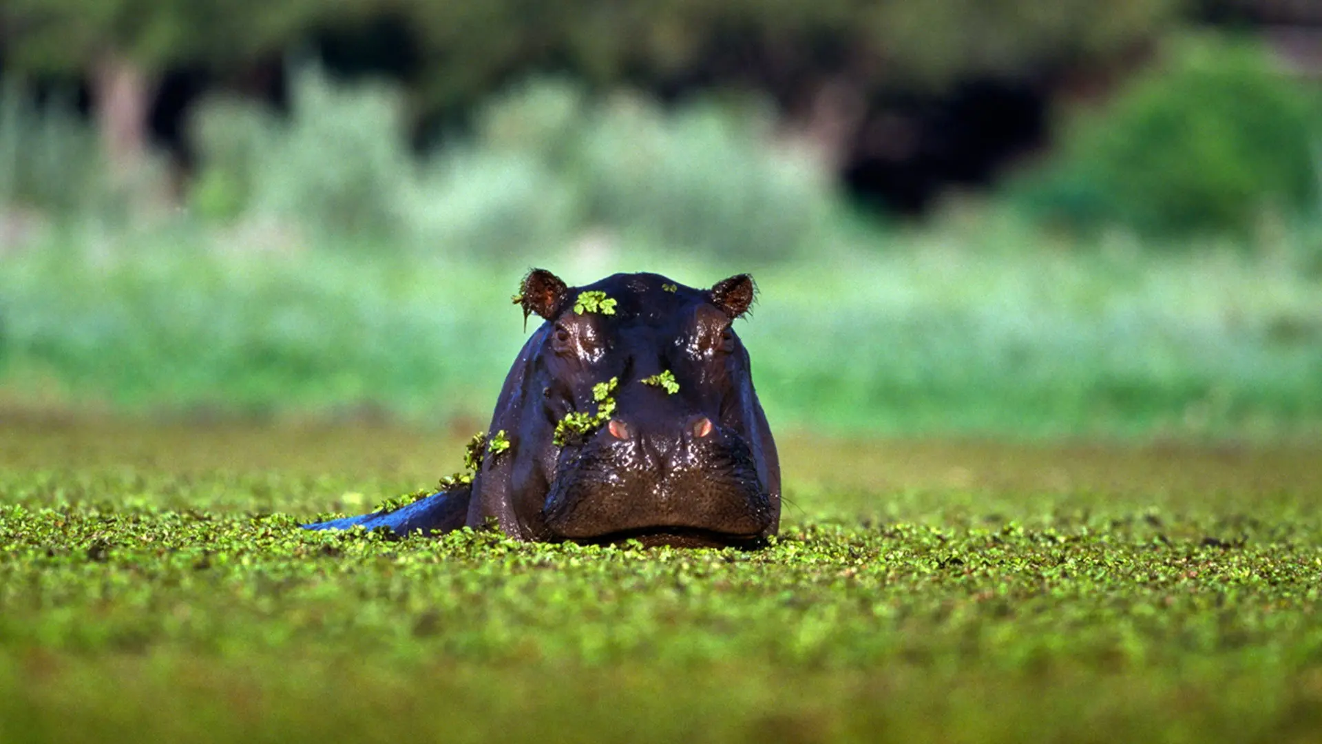 Hidden Habitats backdrop