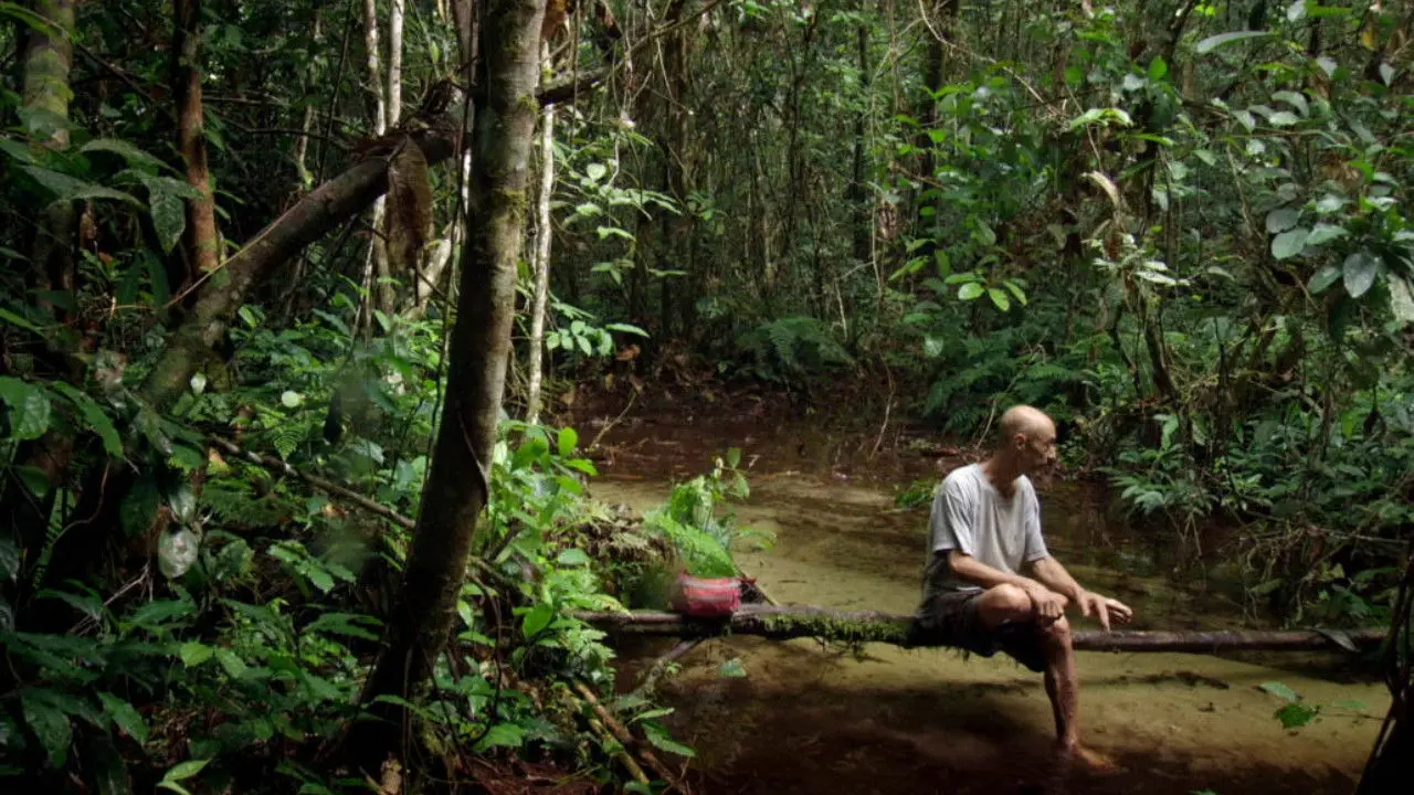 Song from the Forest backdrop