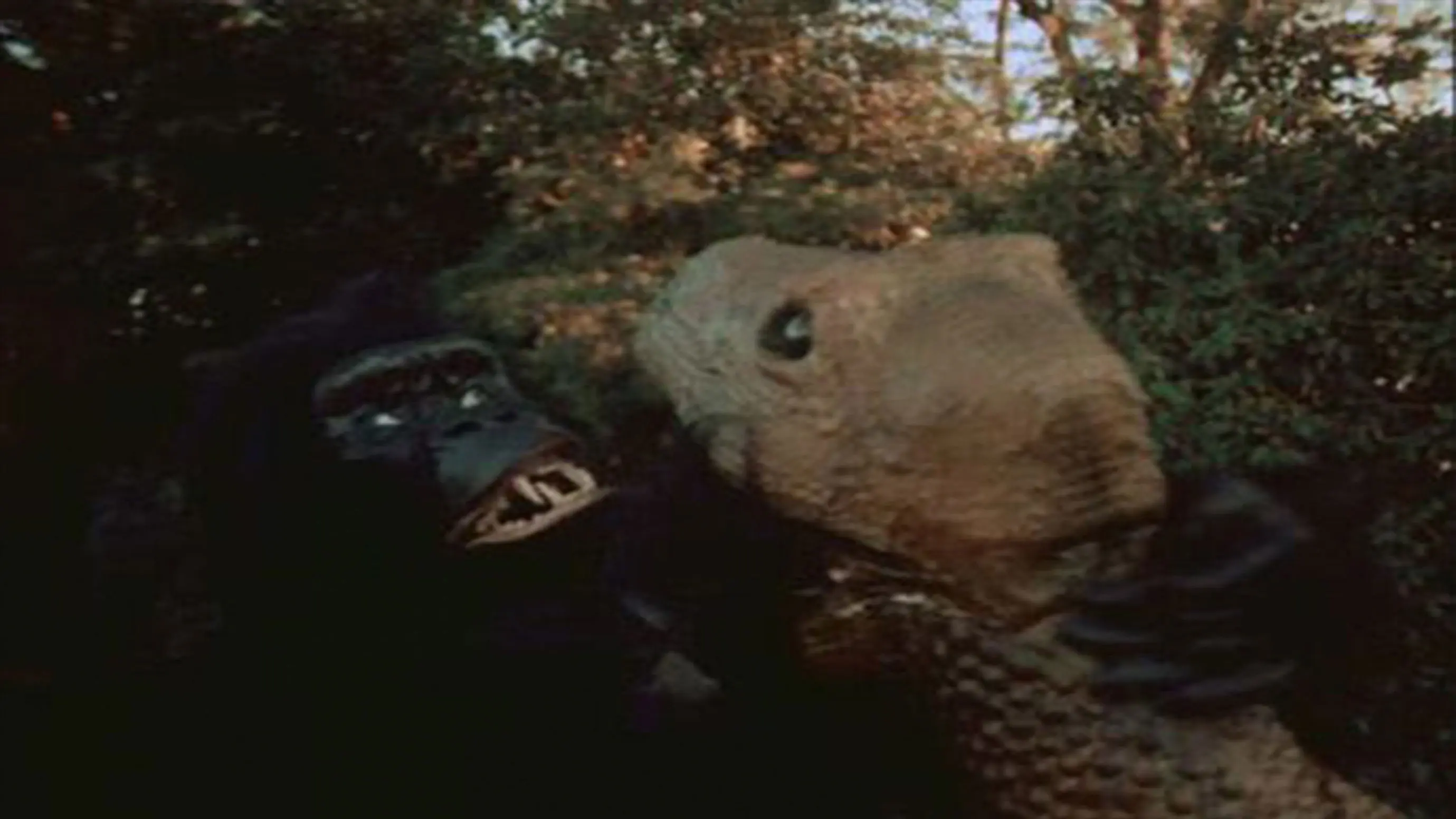 The Mighty Gorga backdrop