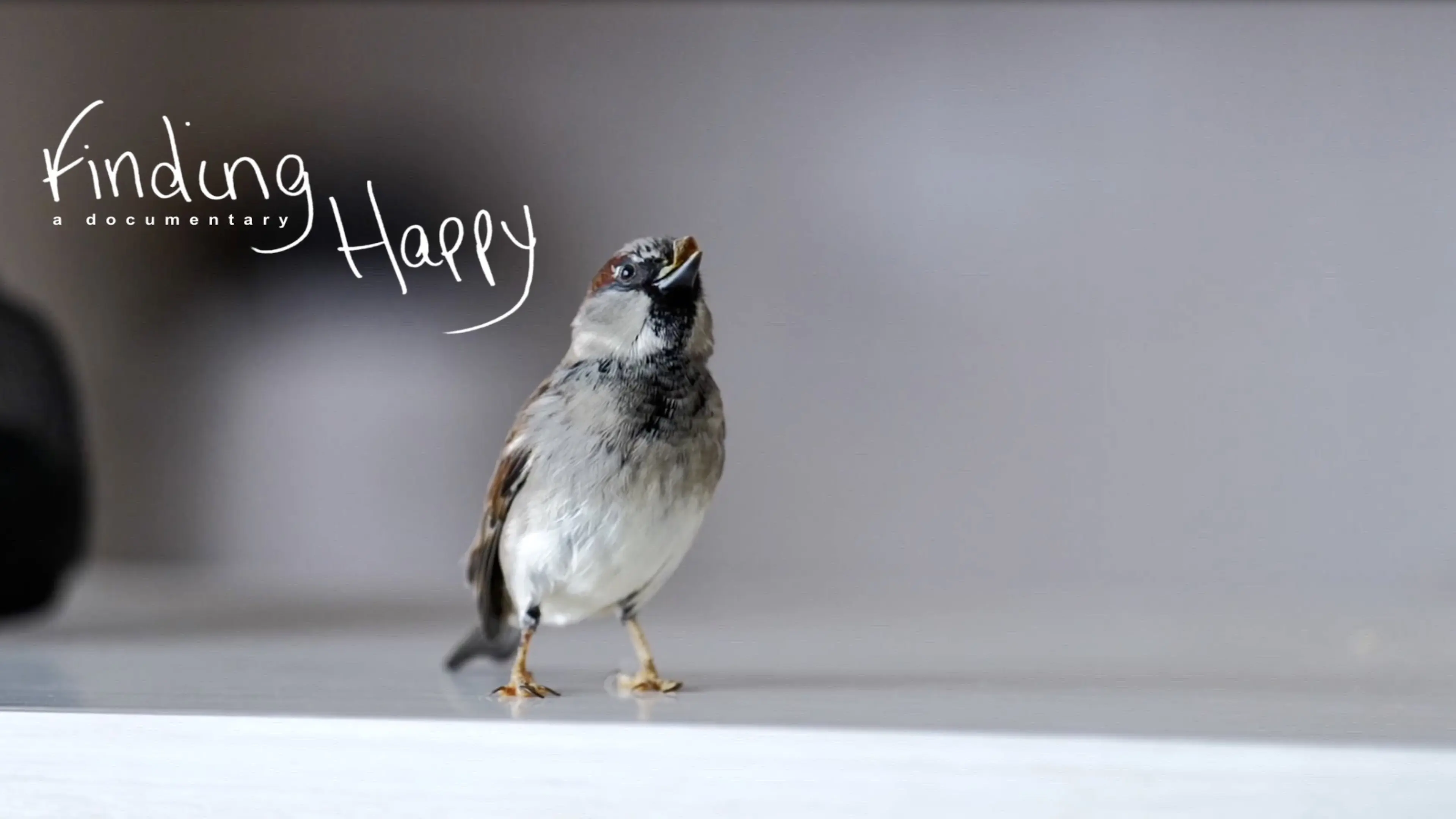 Finding Happy backdrop