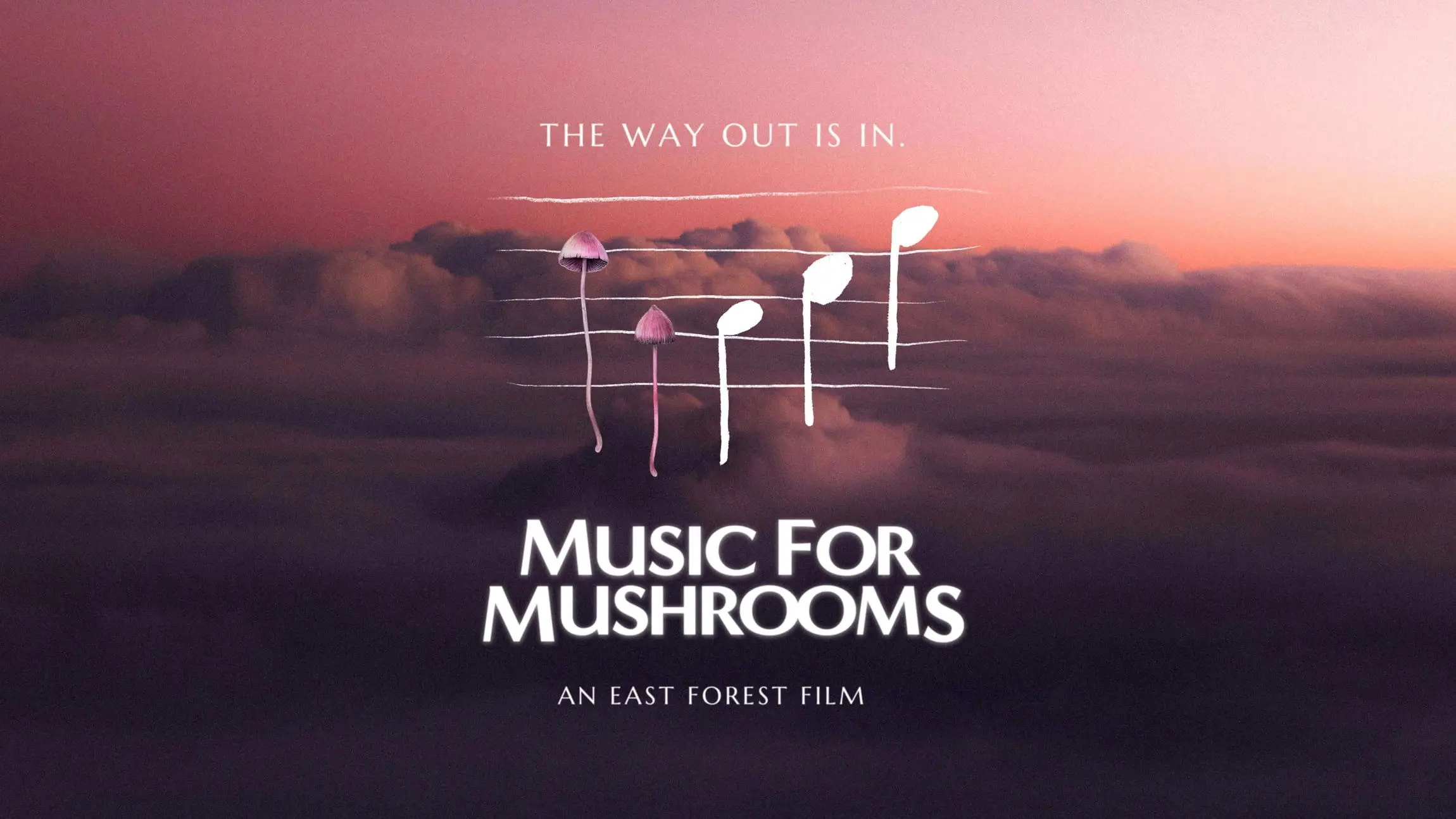 Music for Mushrooms backdrop