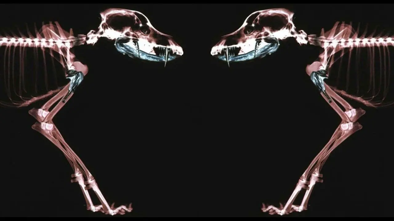 Rottweiler backdrop
