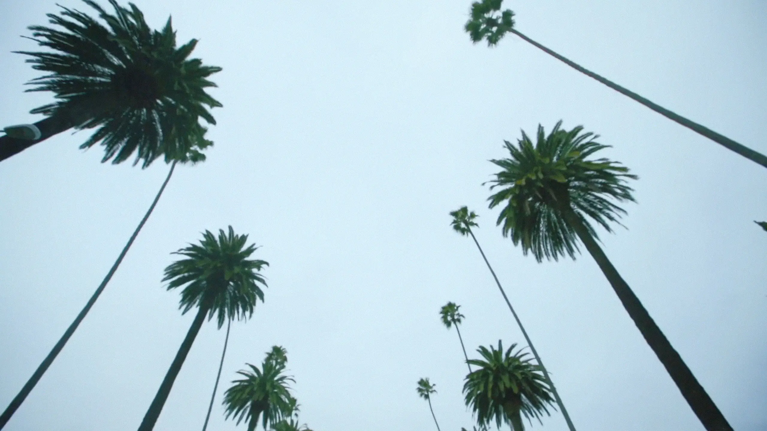 Sleepover LA backdrop