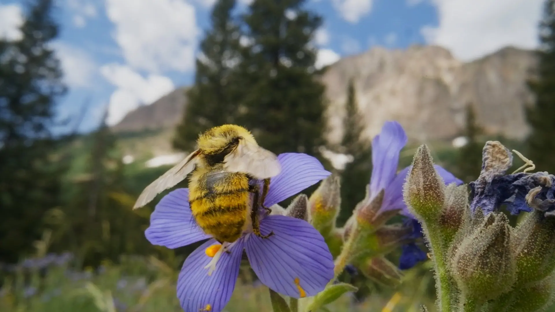 Bugs That Rule the World backdrop