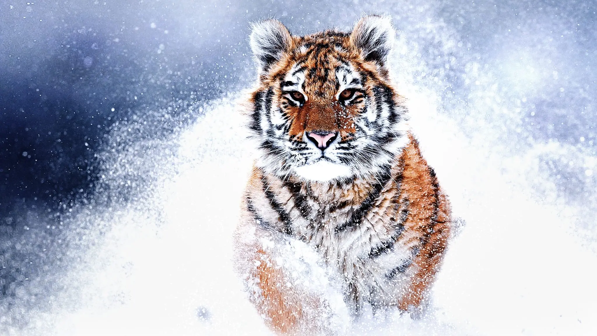 Russia's Wild Tiger backdrop