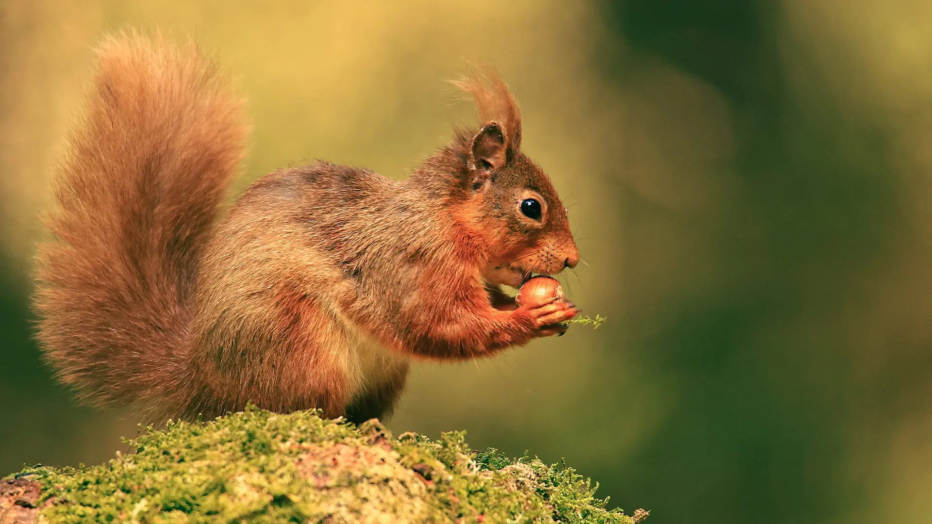 Cumbrian Red: Saving Our Red Squirrels backdrop