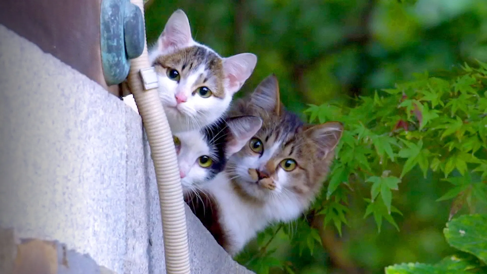 A Cat's-Eye View of Japan backdrop