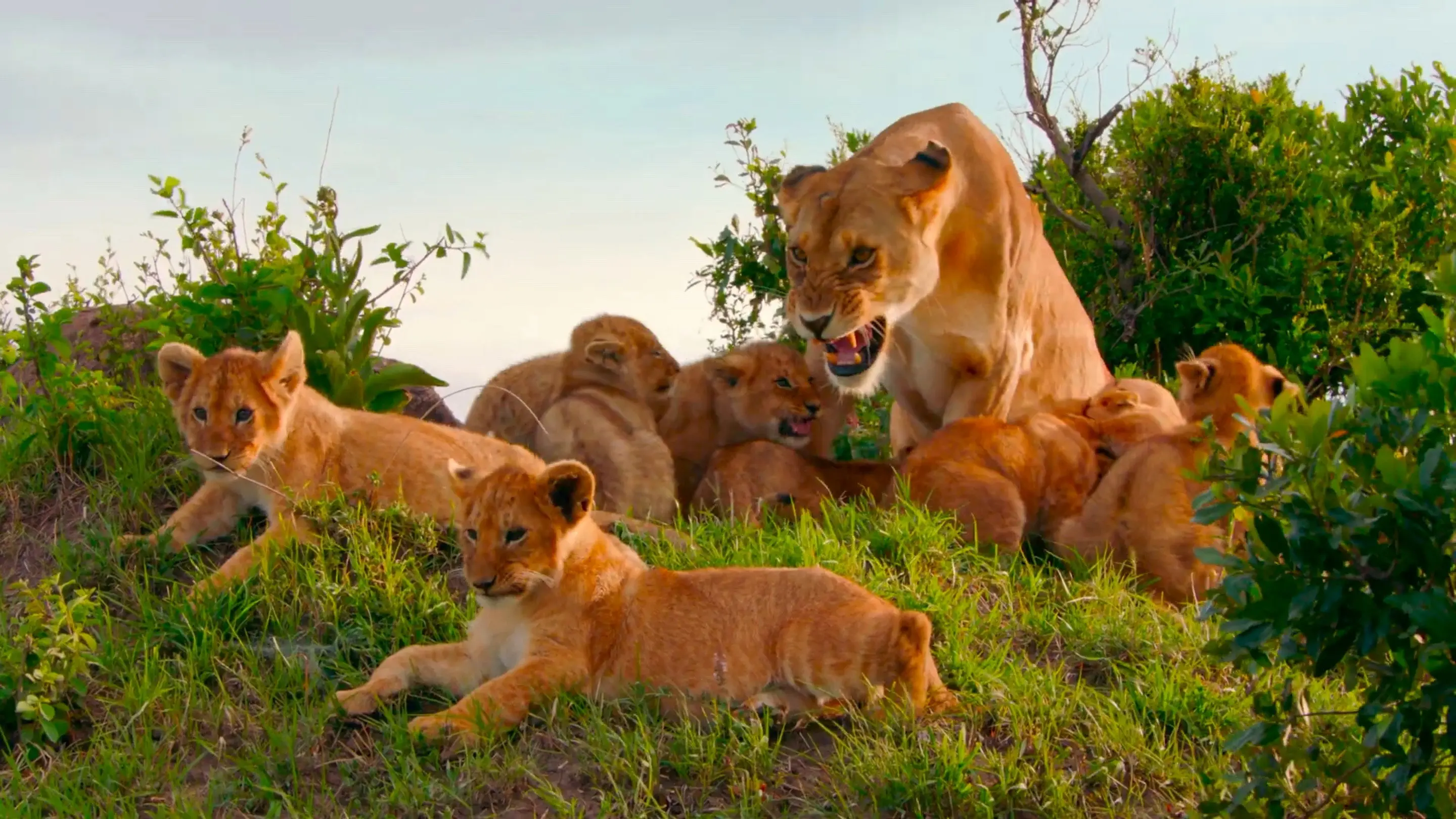 Brotherhood of Lions backdrop