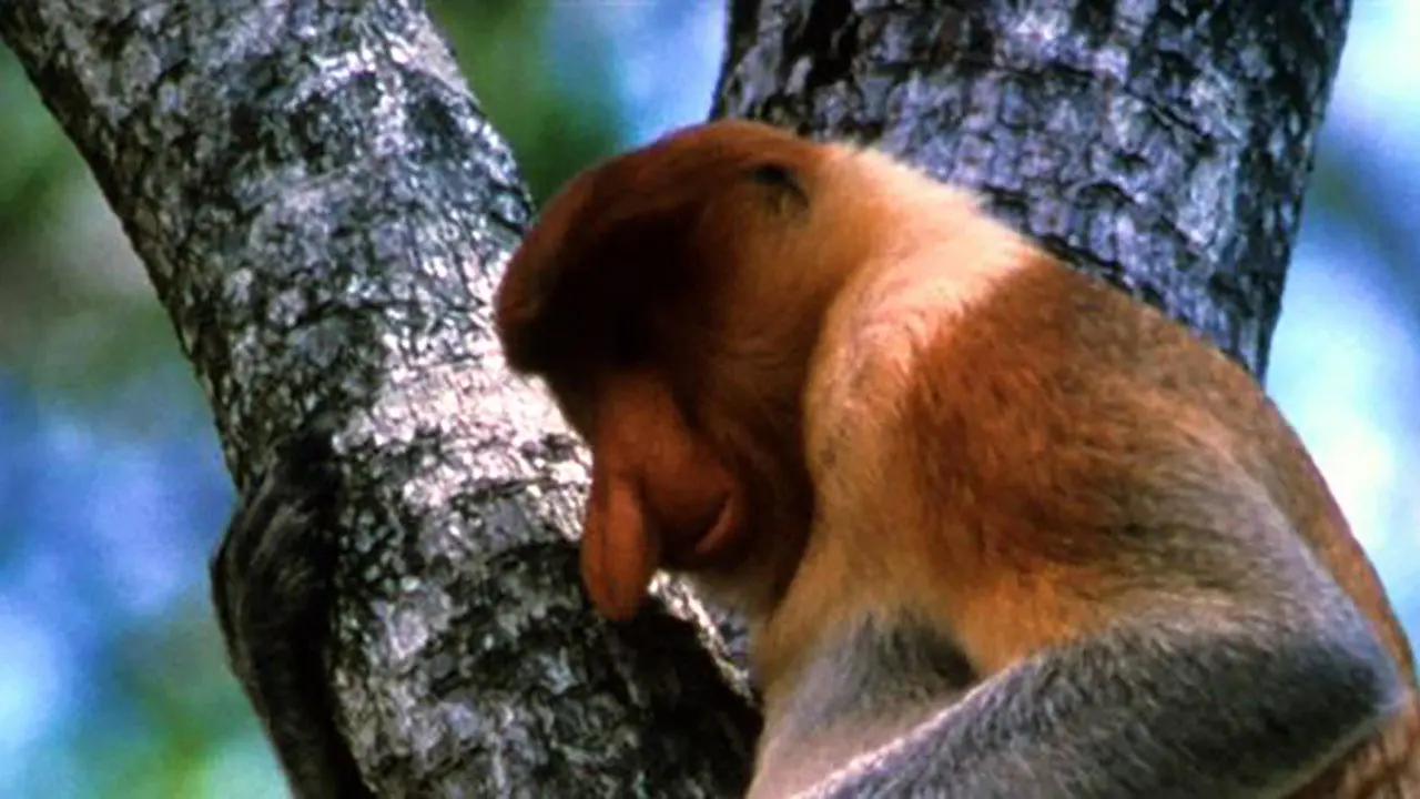 The Biggest Nose in Borneo backdrop