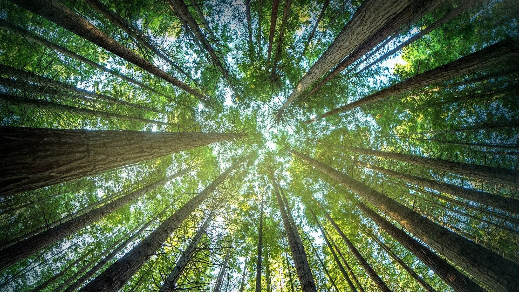 Timber Titans backdrop