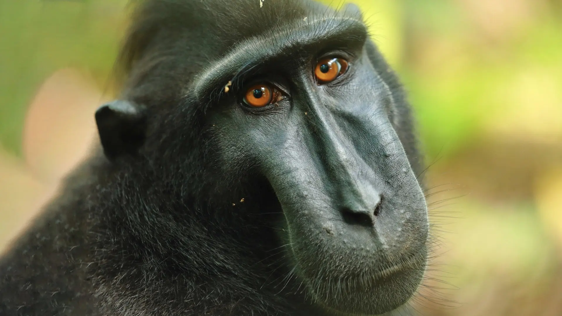 Islands in Time: A Wildlife Odyssey backdrop