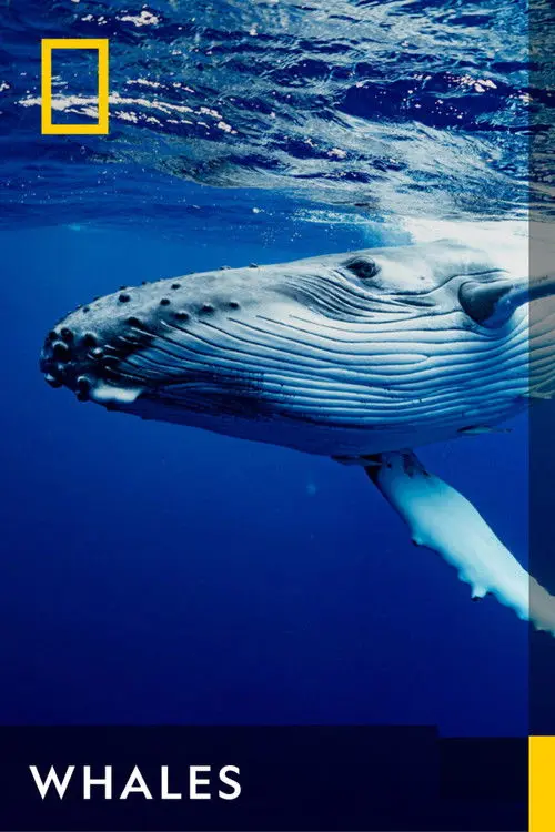 Whales