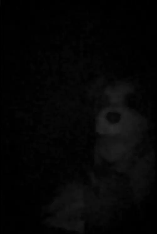 The Voices In FAO's Head