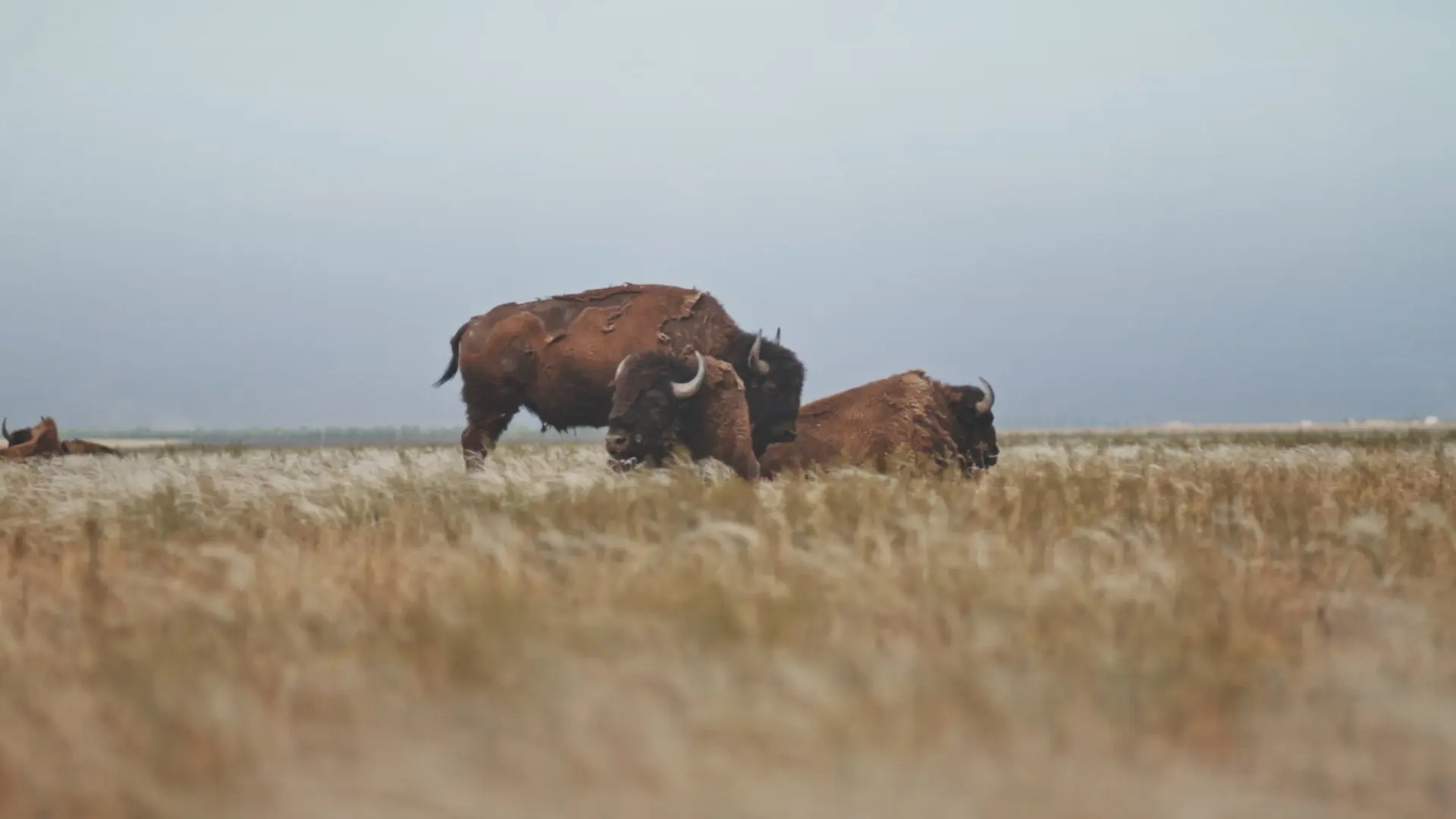 Askania Reserve backdrop