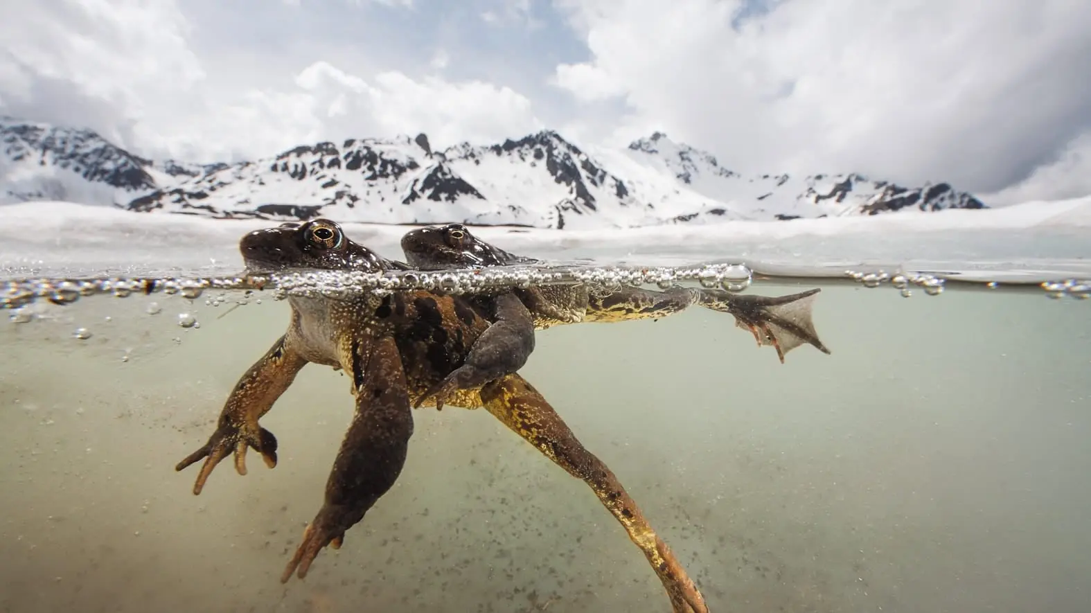 The Sanctuary:Survival Stories of the Alps backdrop