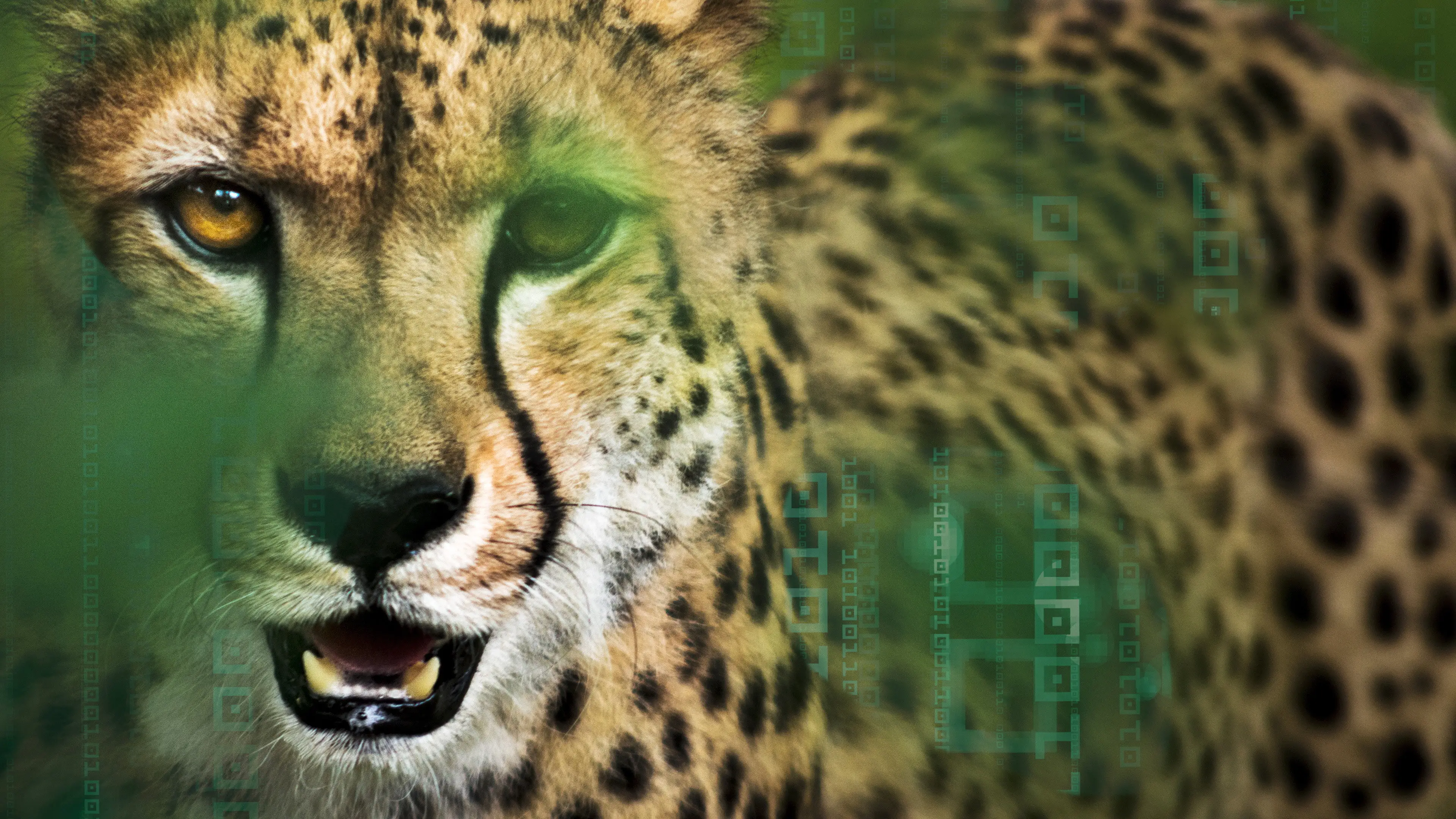 Hacking the Wild backdrop