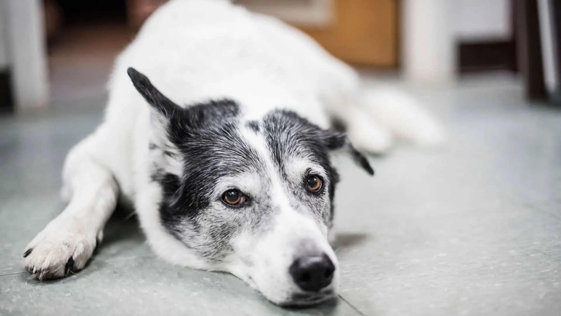 SPCA en action backdrop