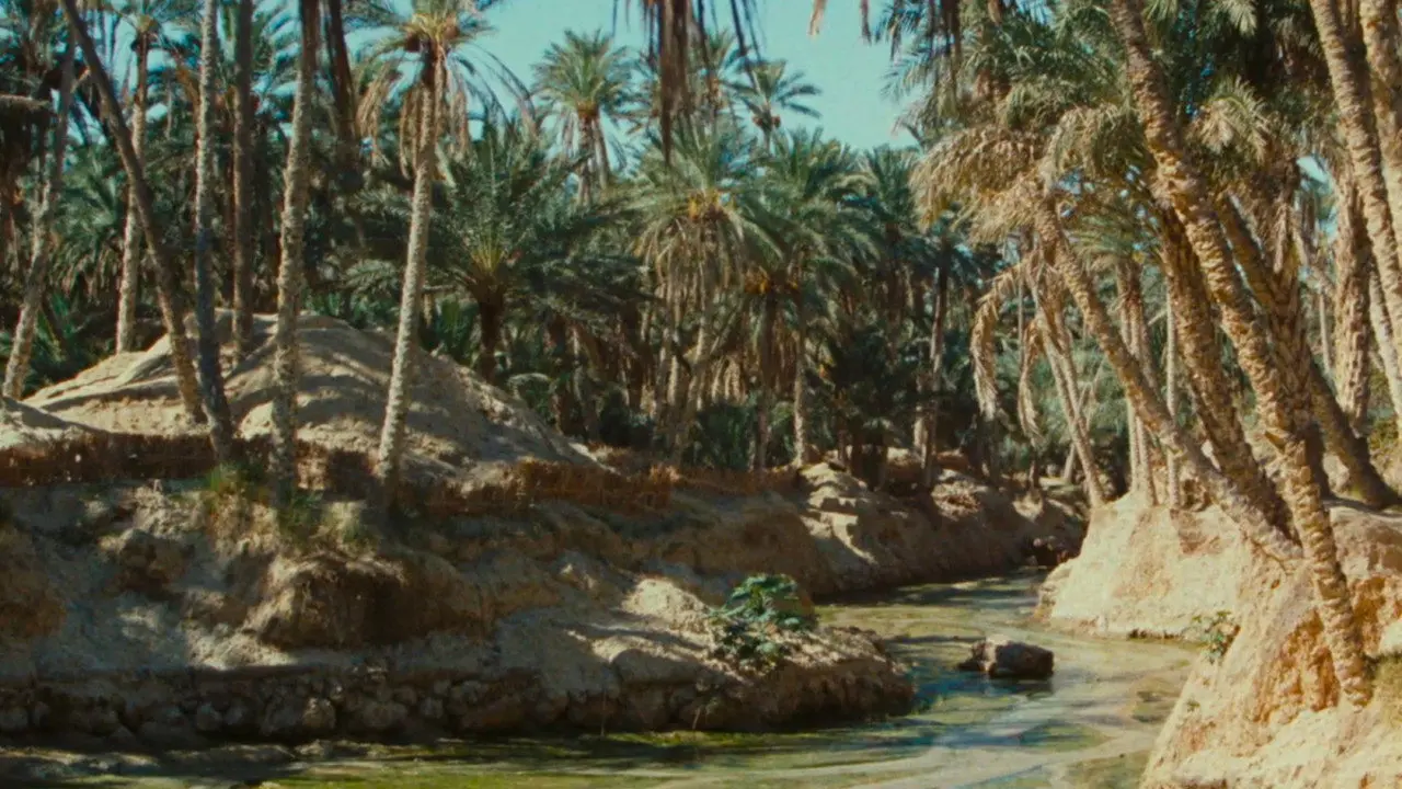 Zaa, the Little White Camel backdrop