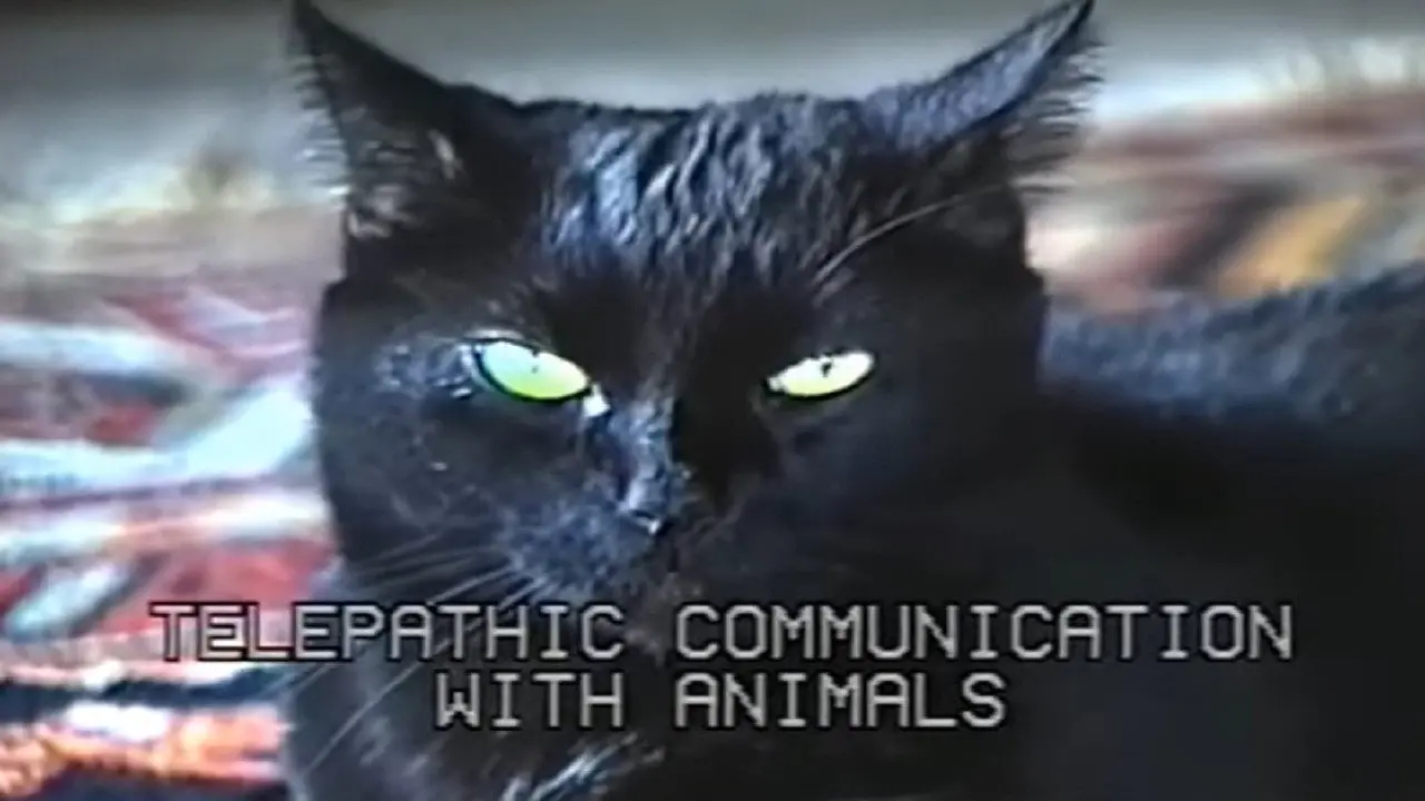 Telepathic Communication with Animals backdrop