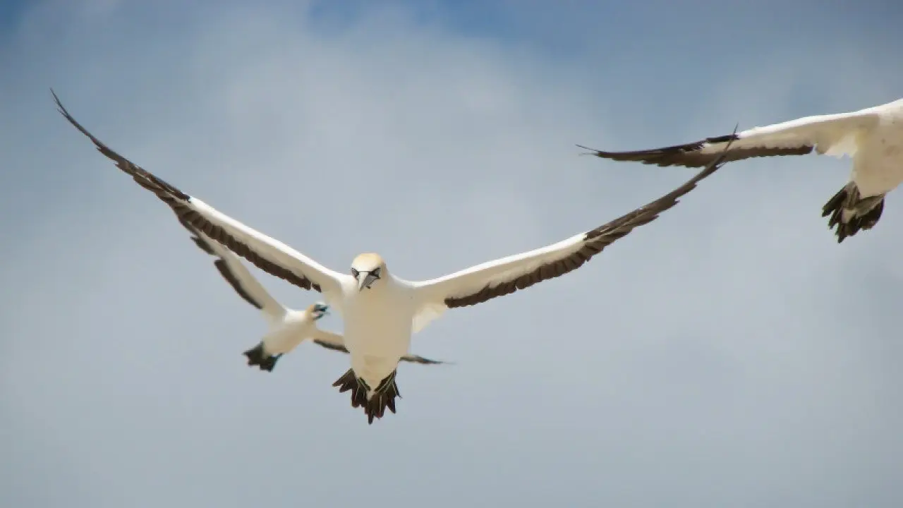 Gannets: The Wrong Side of the Run backdrop