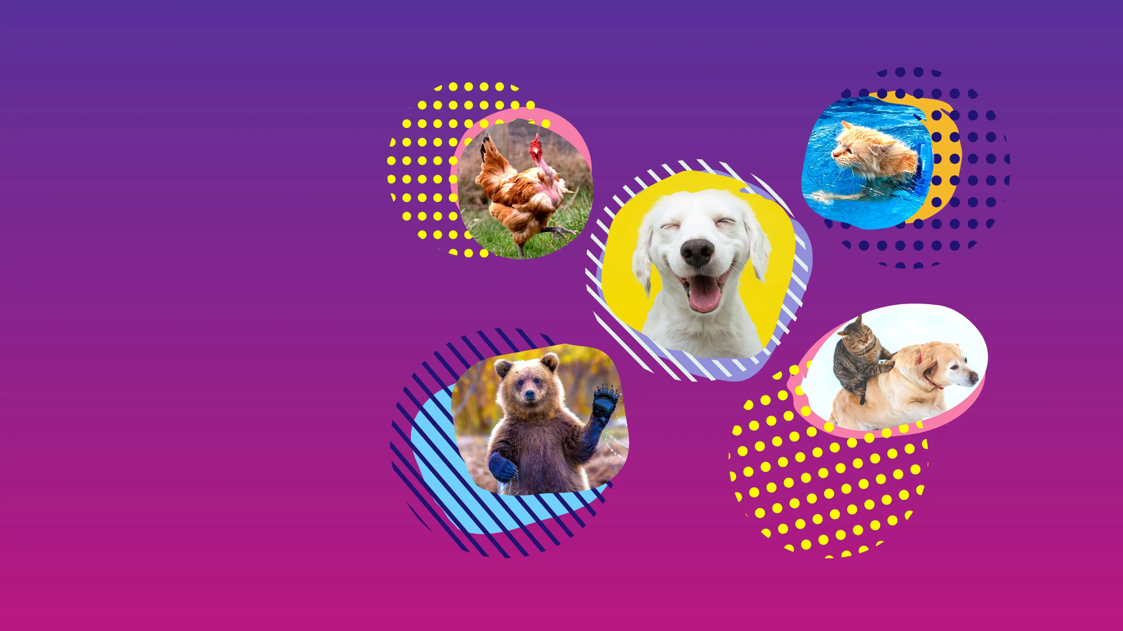 America's Funniest Home Videos: Animal Edition backdrop