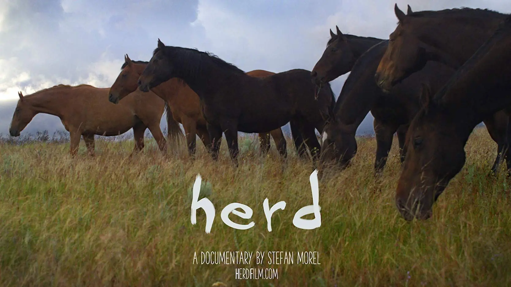Herd backdrop