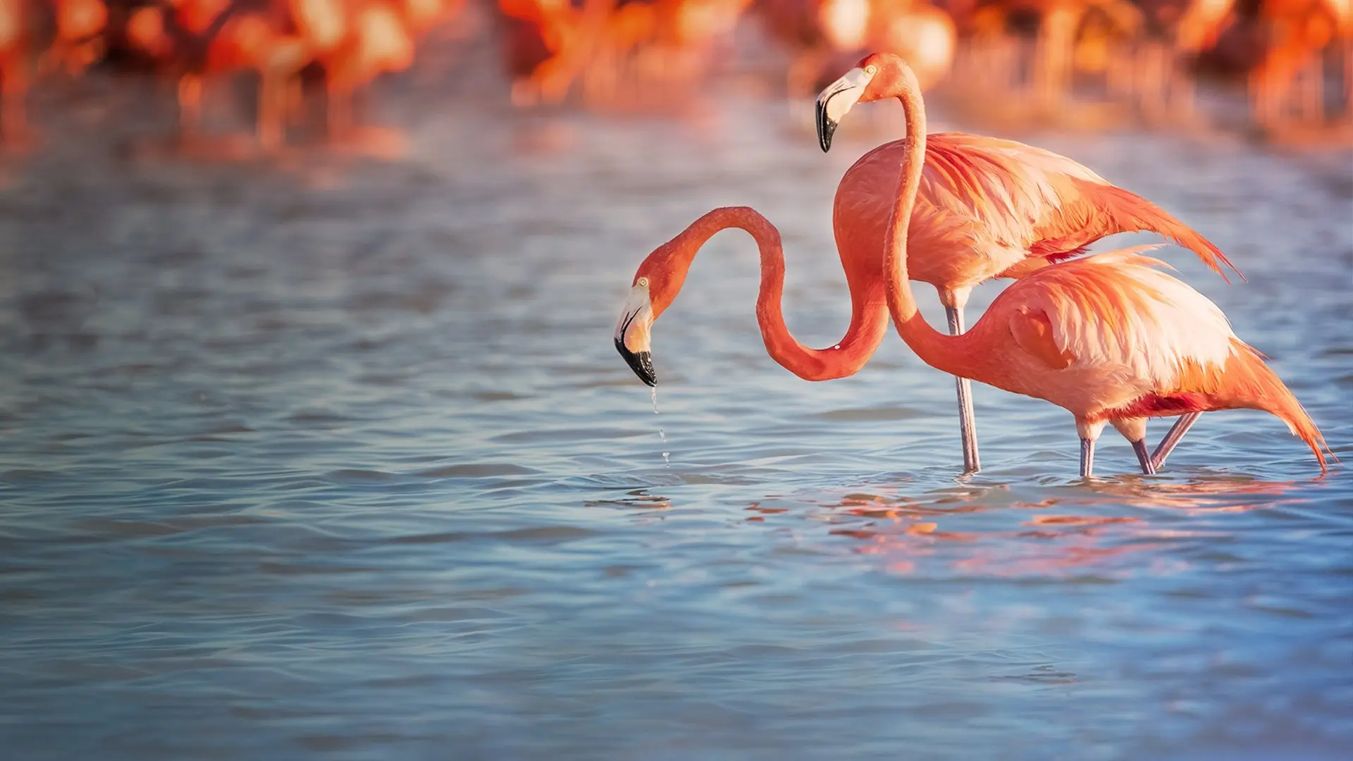 Planet of the Birds backdrop