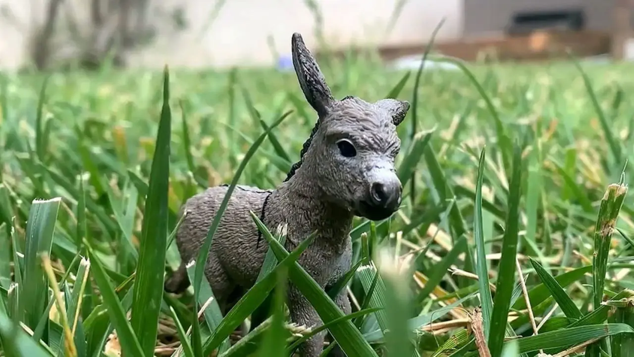 The Conversations of Donkey and Rabbit backdrop