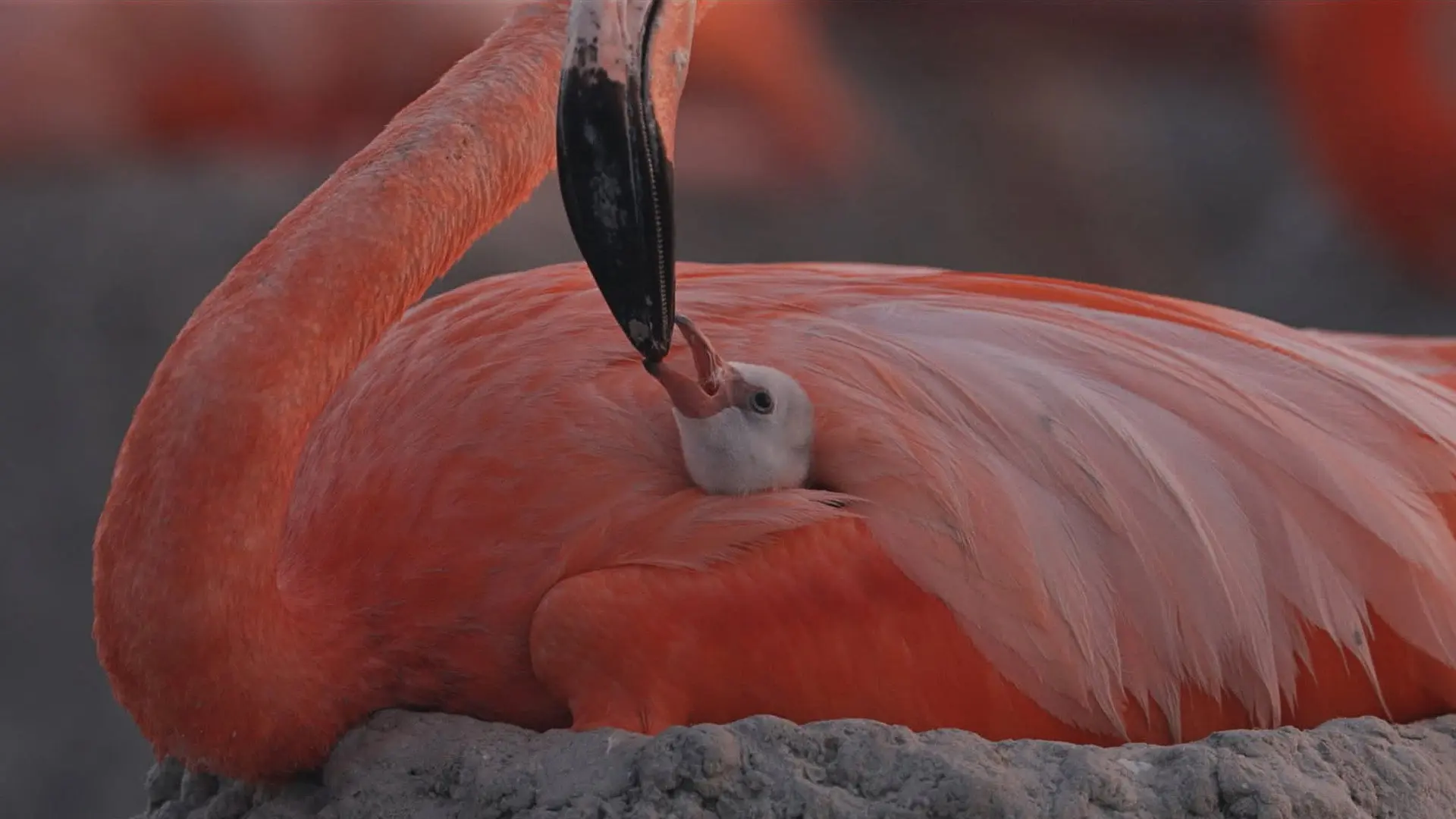 Flamingos: Life After the Meteorite backdrop