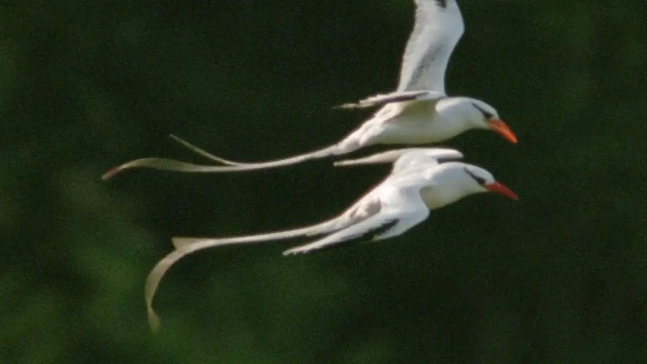 Trials of Life backdrop