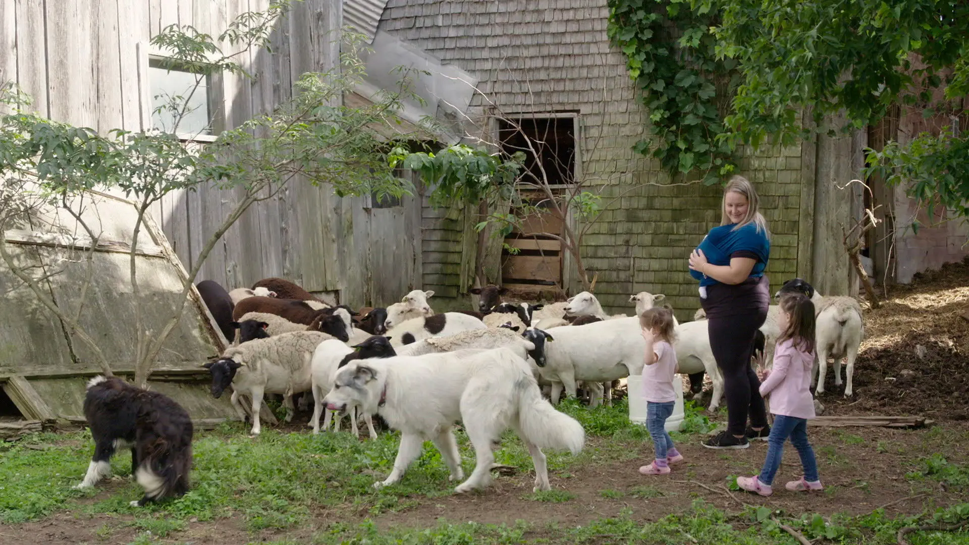 La famille est dans le pré backdrop