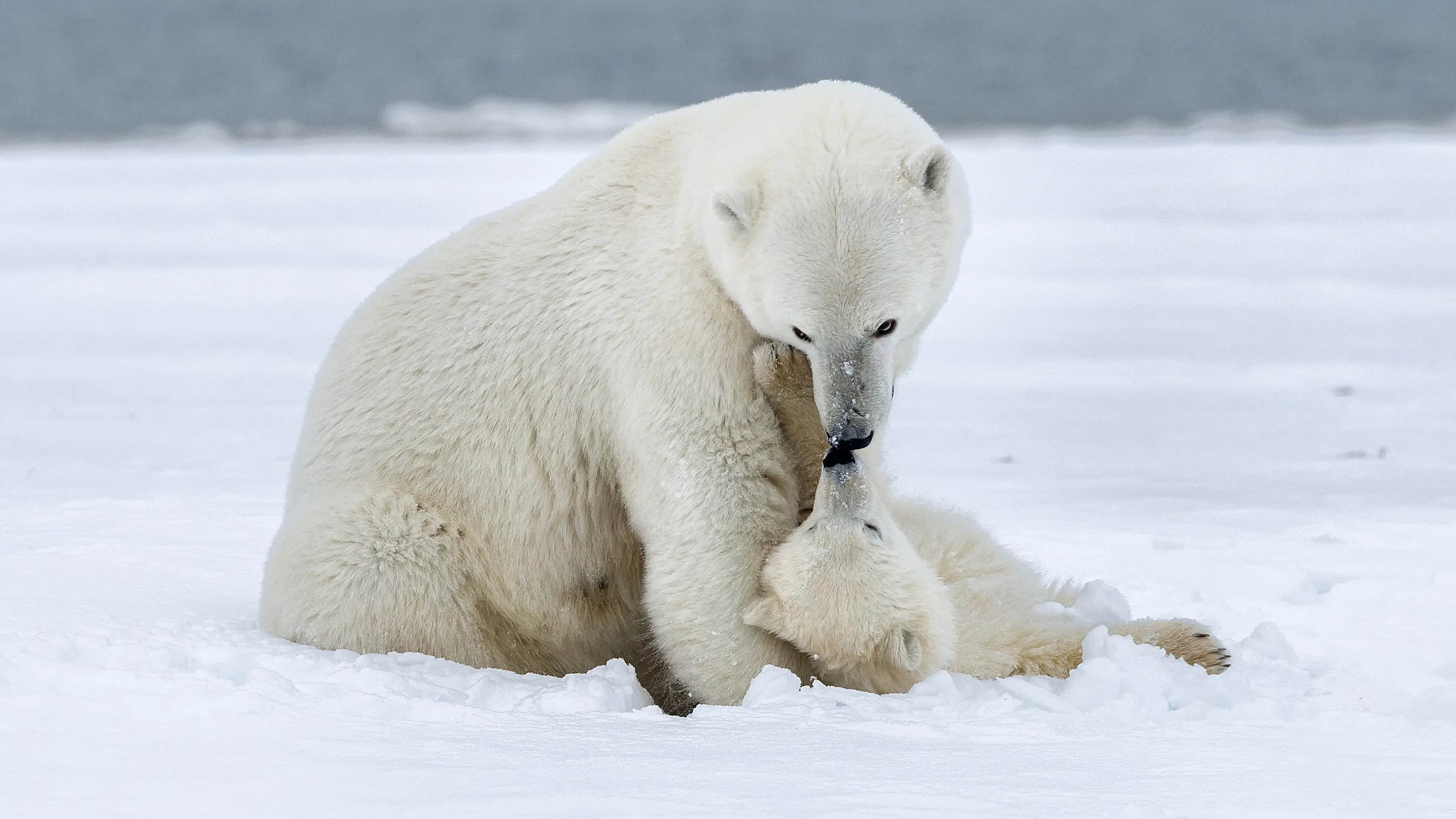 Polar Bear Week with Nigel Marven backdrop