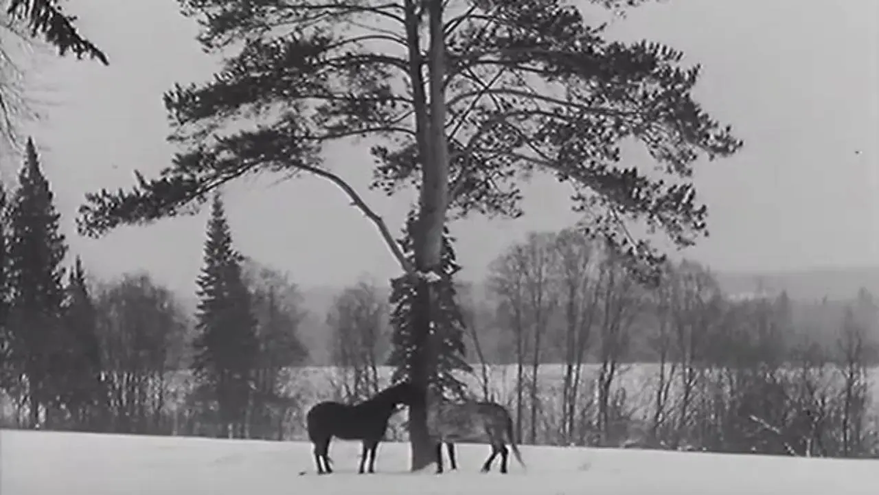 The Horse Walker backdrop