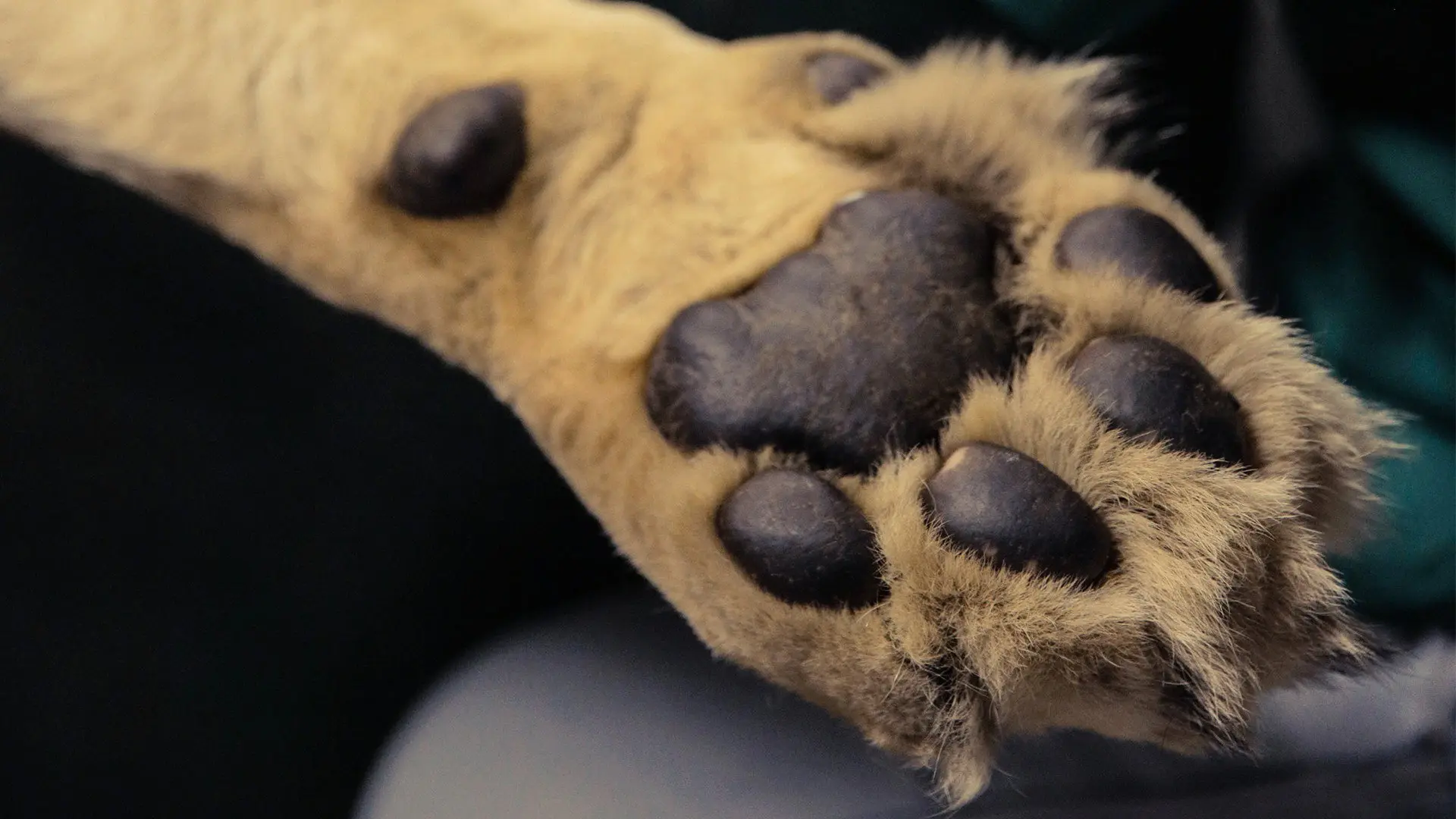 Big Animal Surgery backdrop