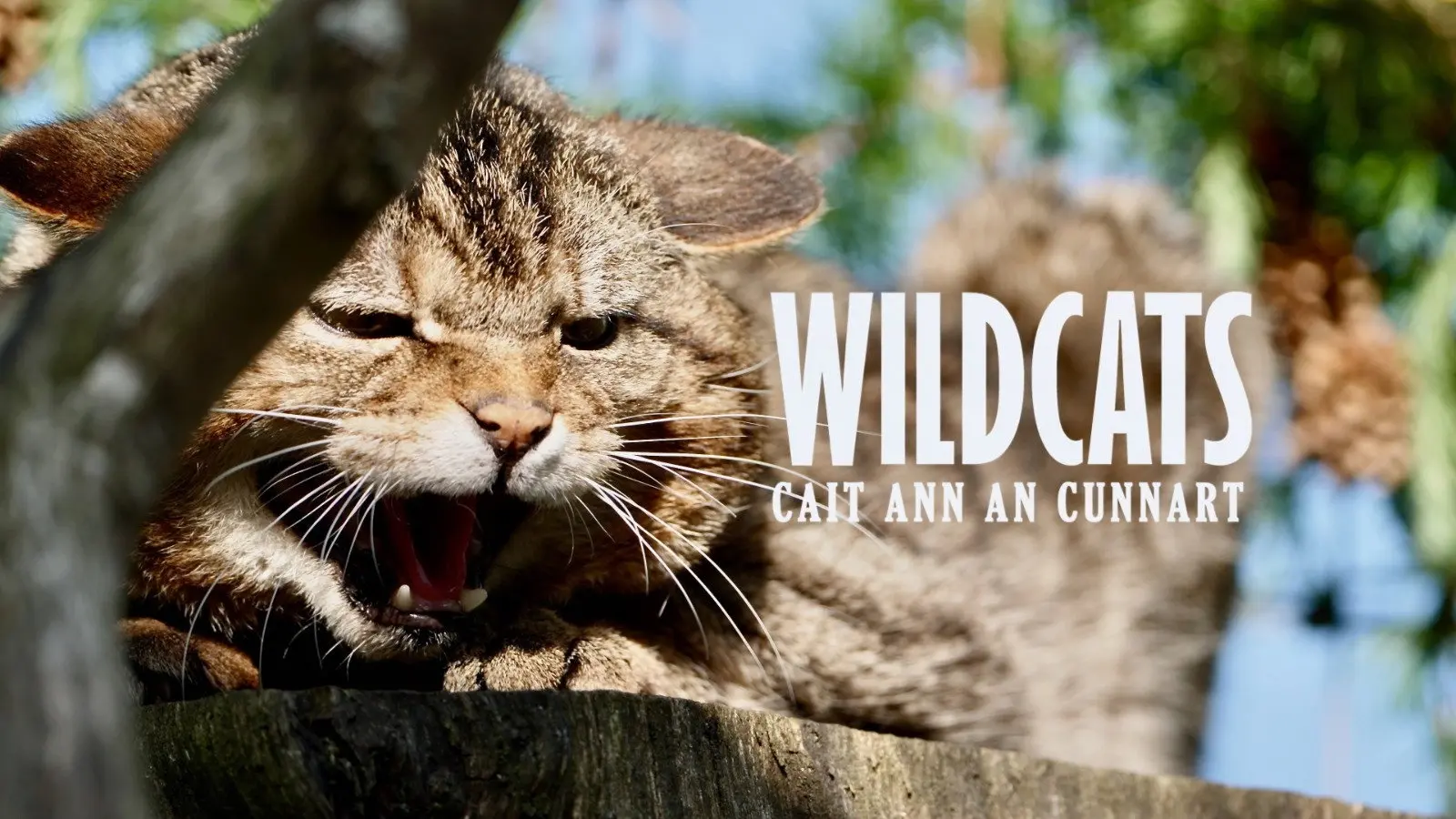 Wildcats: Cait ann an Cunnart backdrop