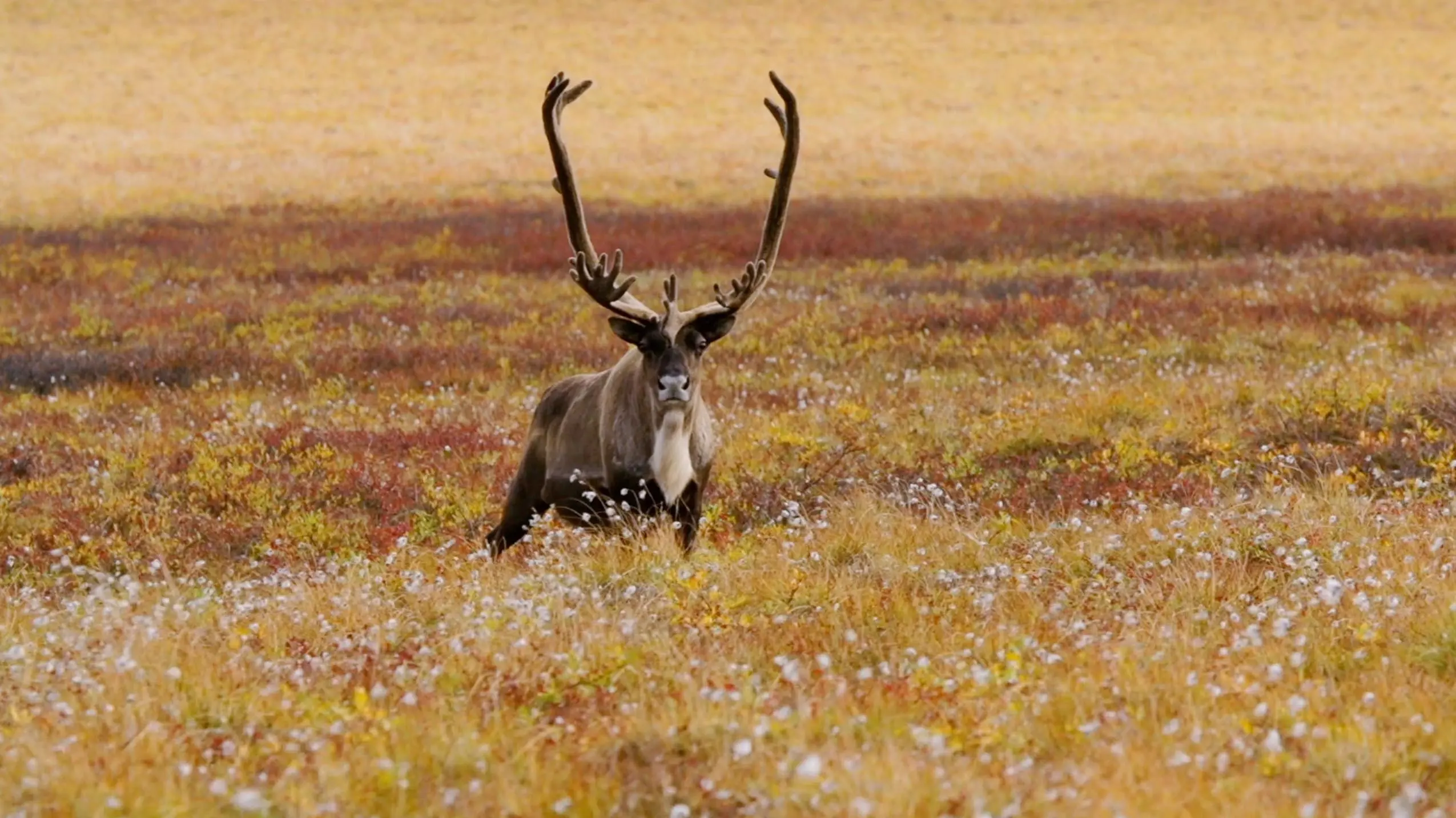 Ultimate Zoo backdrop